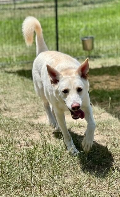 Ozzy, an adoptable German Shepherd Dog Mix in Tyler, TX_image-3