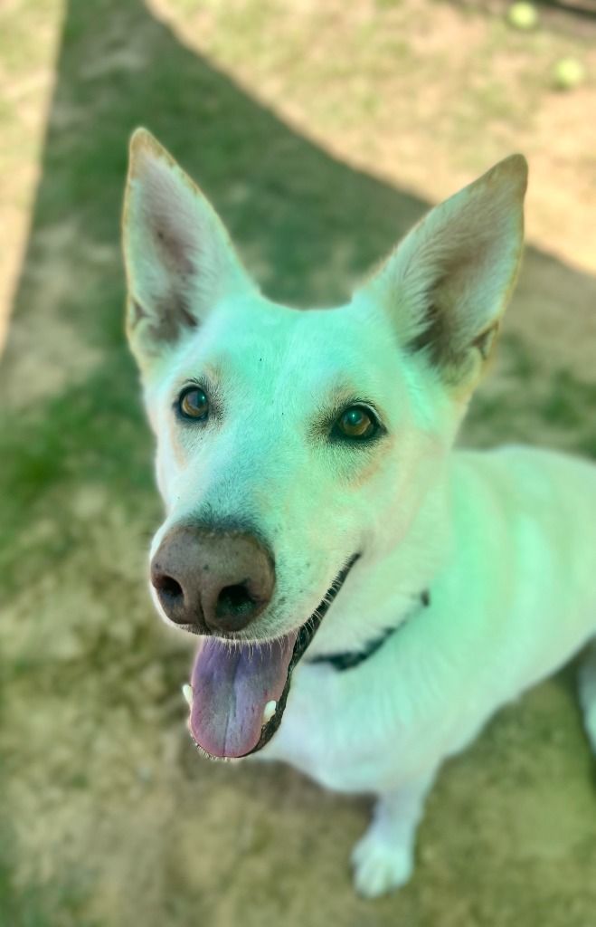 Ozzy, an adoptable German Shepherd Dog in Tyler, TX, 75713 | Photo Image 4