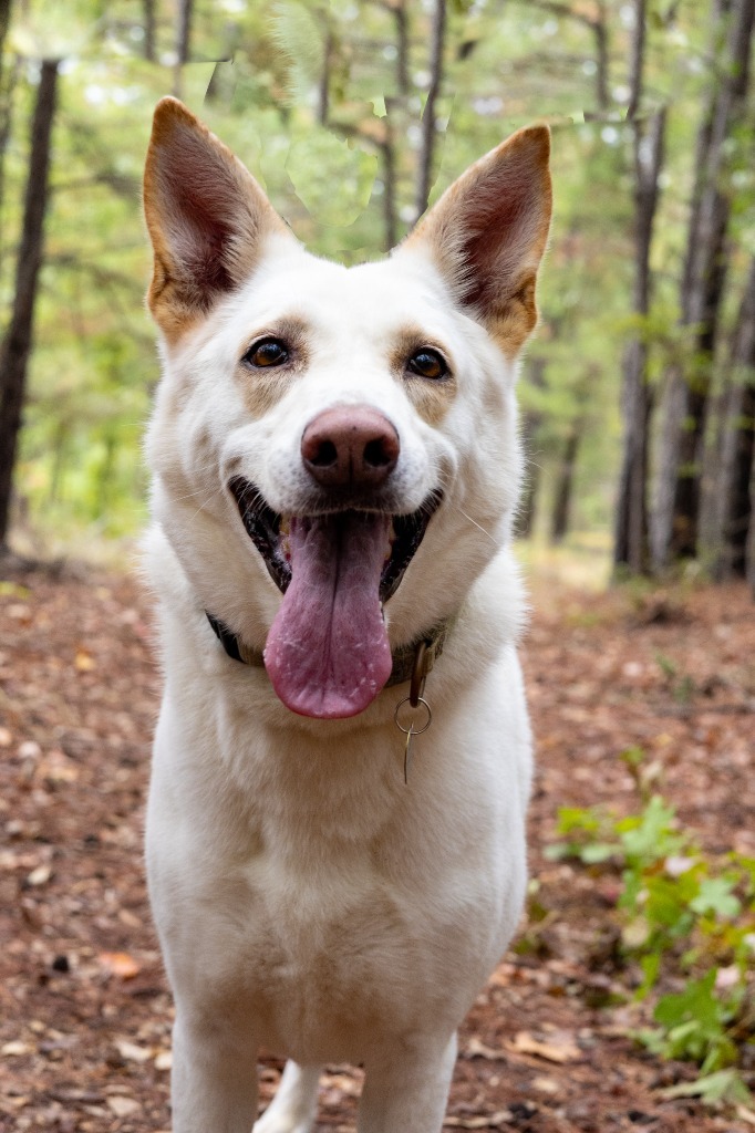 Ozzy, an adoptable German Shepherd Dog in Tyler, TX, 75713 | Photo Image 1