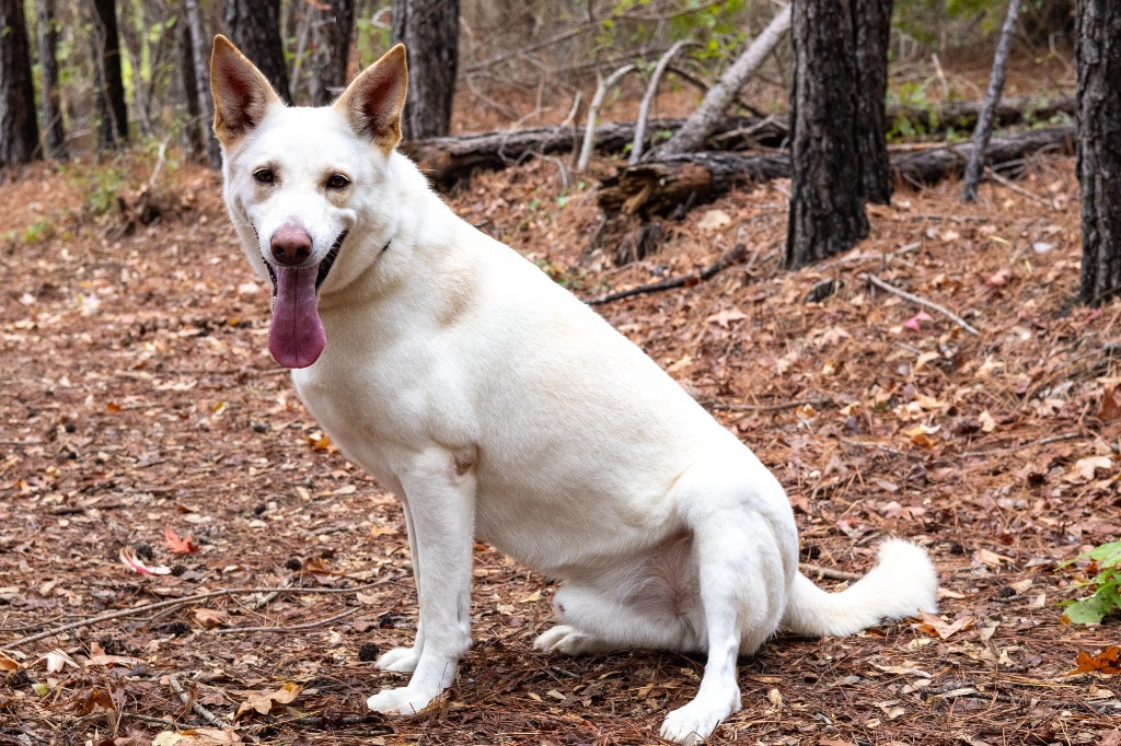 Ozzy, an adoptable German Shepherd Dog in Tyler, TX, 75713 | Photo Image 5