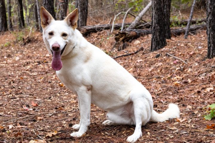Ozzy, an adoptable German Shepherd Dog Mix in Tyler, TX_image-5