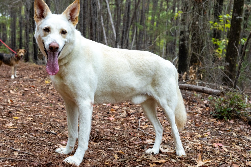 Ozzy, an adoptable German Shepherd Dog in Tyler, TX, 75713 | Photo Image 6