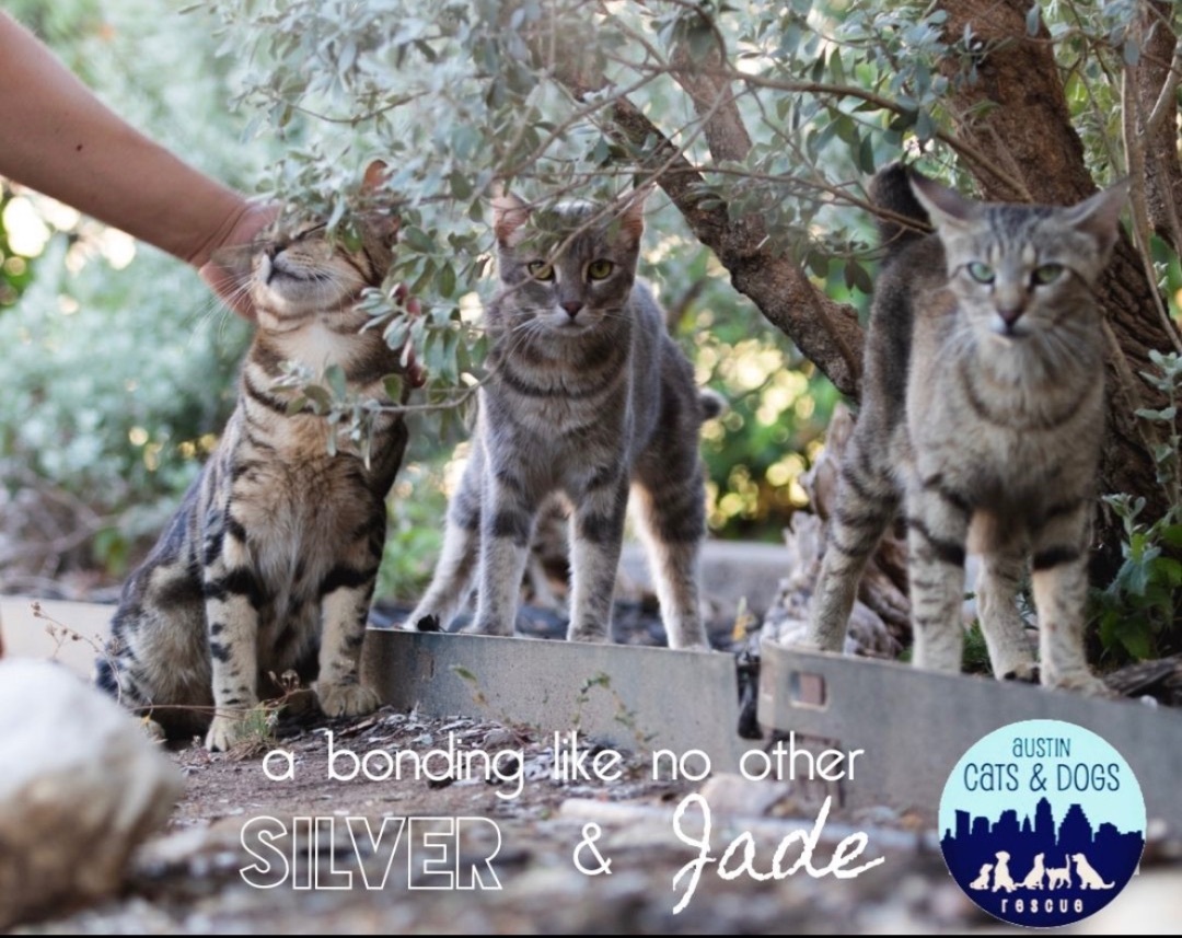 Silver *Bonded trio with Jade and Miracle, must be adopted together!