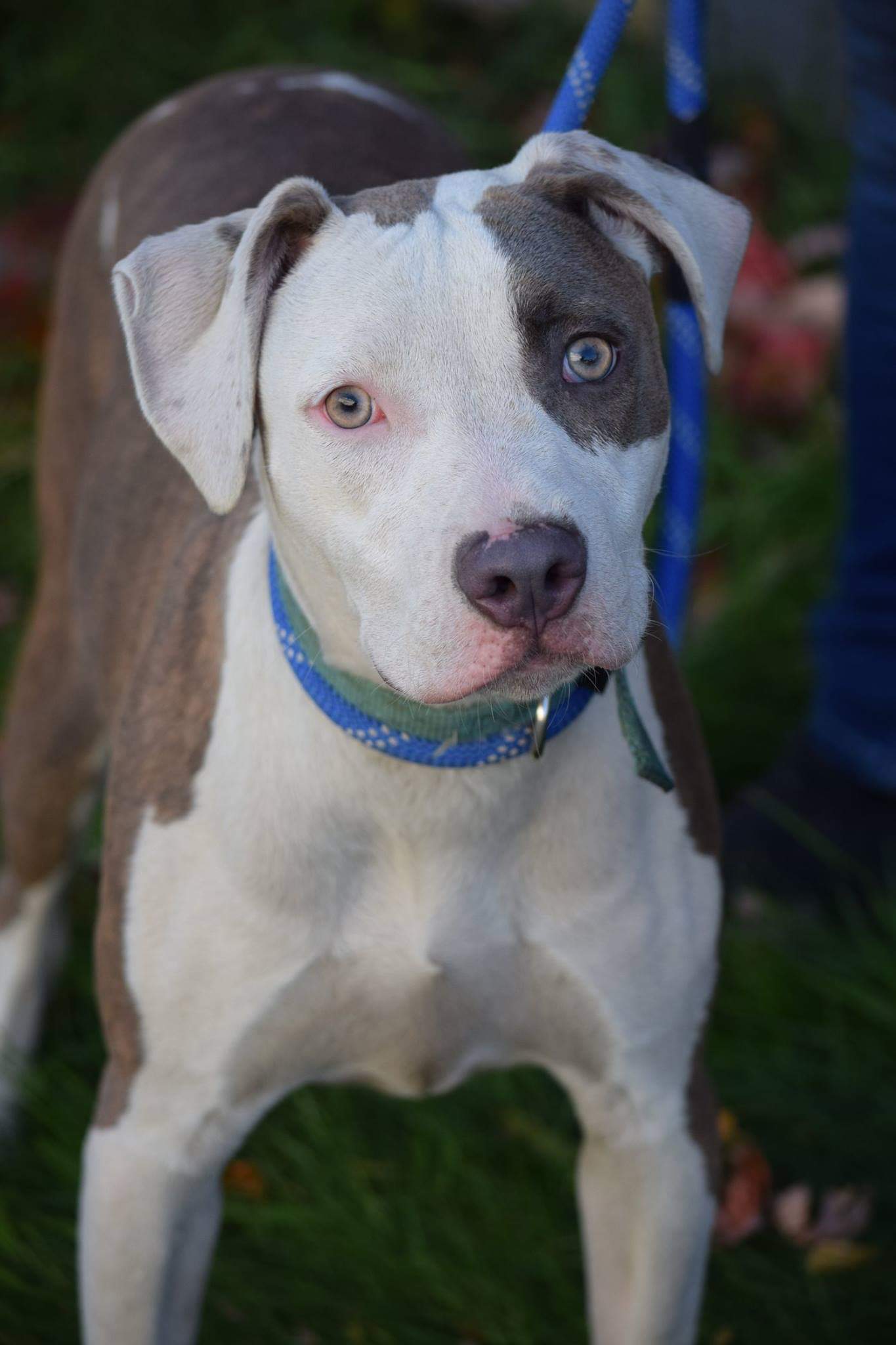 Bruno, an adoptable Pit Bull Terrier in Far Rockaway, NY, 11691 | Photo Image 1