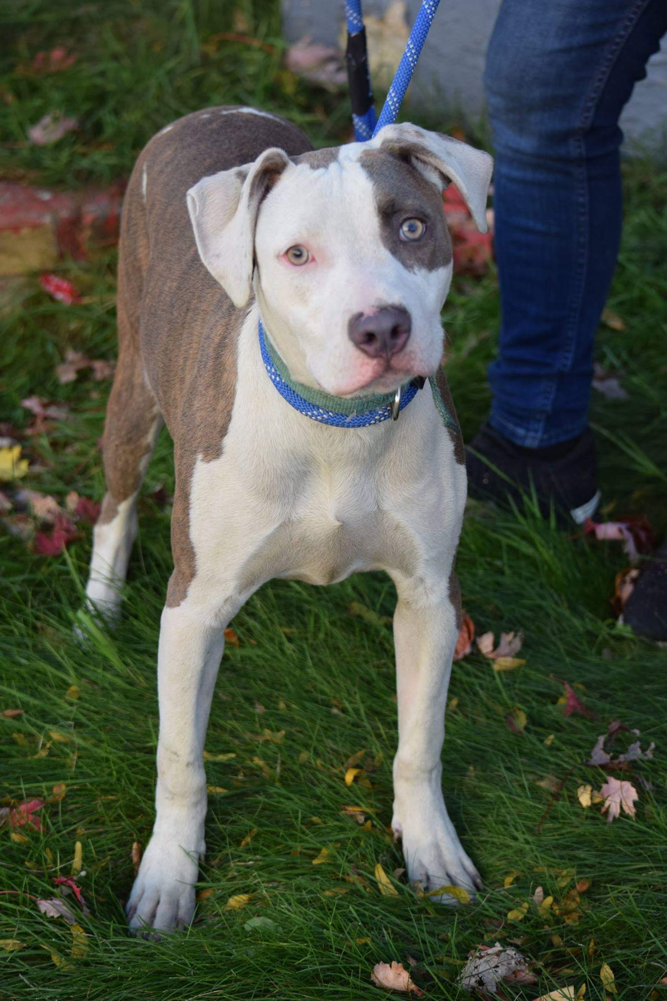 Bruno, an adoptable Pit Bull Terrier in Far Rockaway, NY, 11691 | Photo Image 3