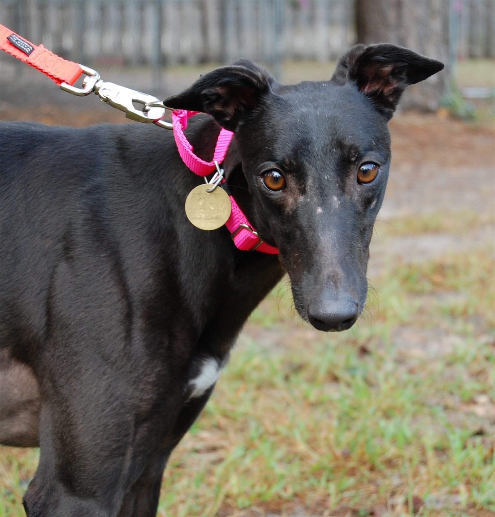 Free Hopper, an adoptable Greyhound in Cherry Hill, NJ, 08034 | Photo Image 1