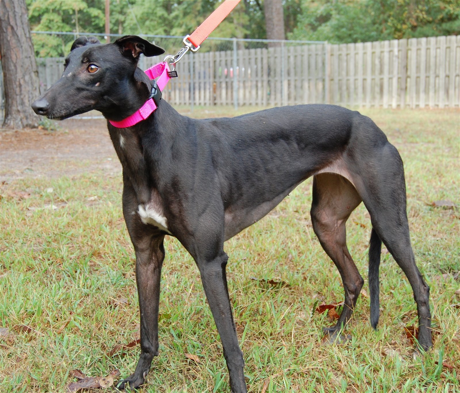 Free Hopper, an adoptable Greyhound in Cherry Hill, NJ, 08034 | Photo Image 2