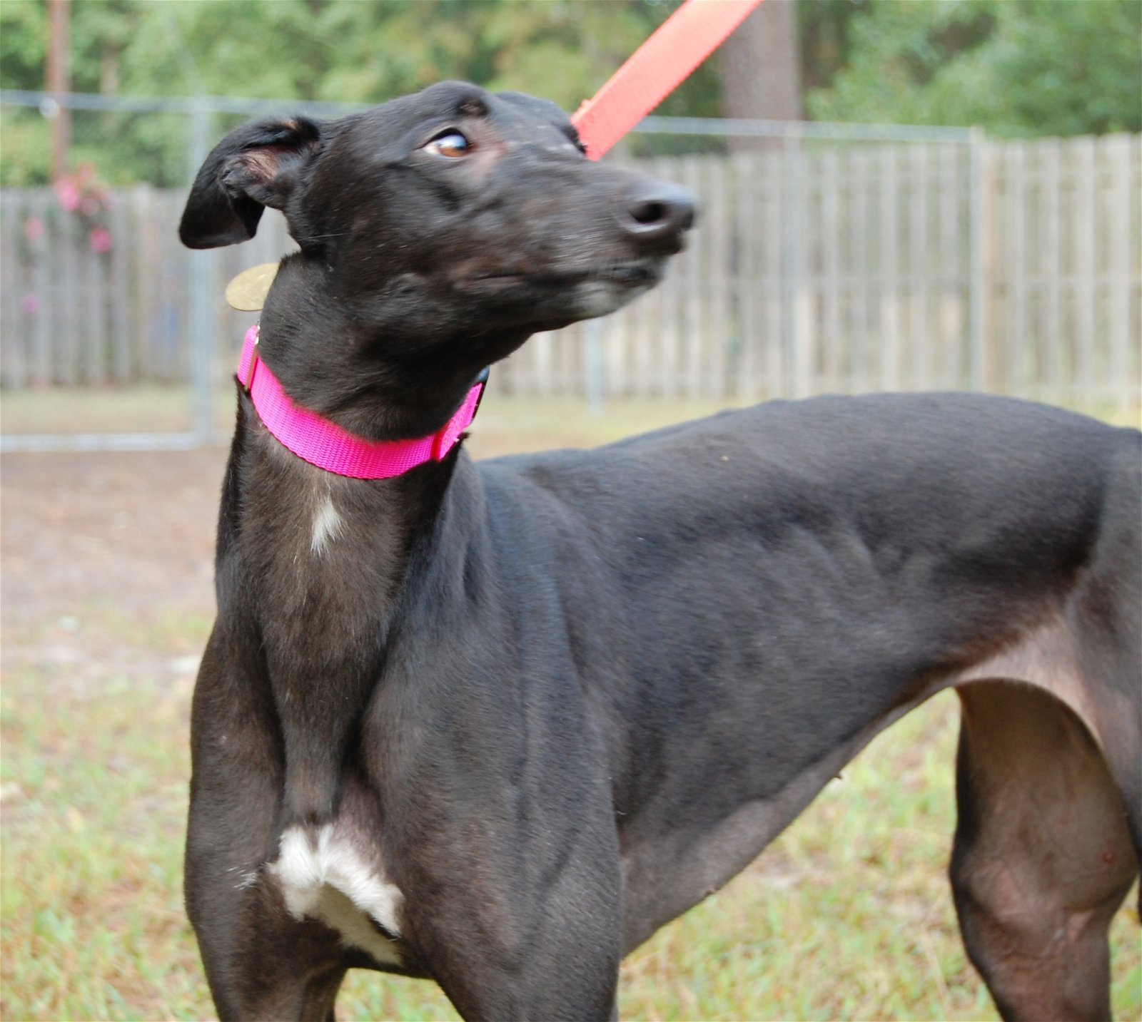 Free Hopper, an adoptable Greyhound in Cherry Hill, NJ, 08034 | Photo Image 3