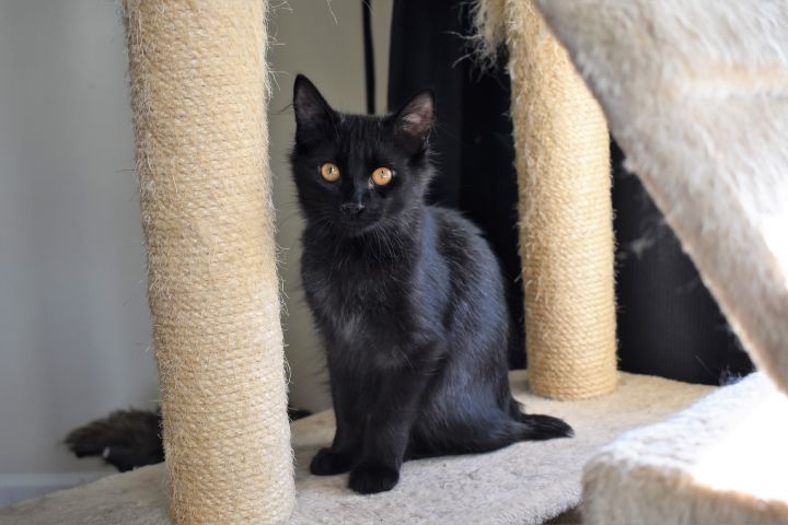 Cat For Adoption Stubs Athens Ga A Norwegian Forest Cat