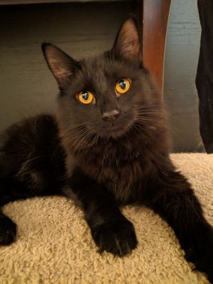 Cat For Adoption Stubs Athens Ga A Norwegian Forest Cat