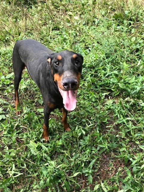 Dog For Adoption Chucky A Doberman Pinscher In Stafford Va Petfinder