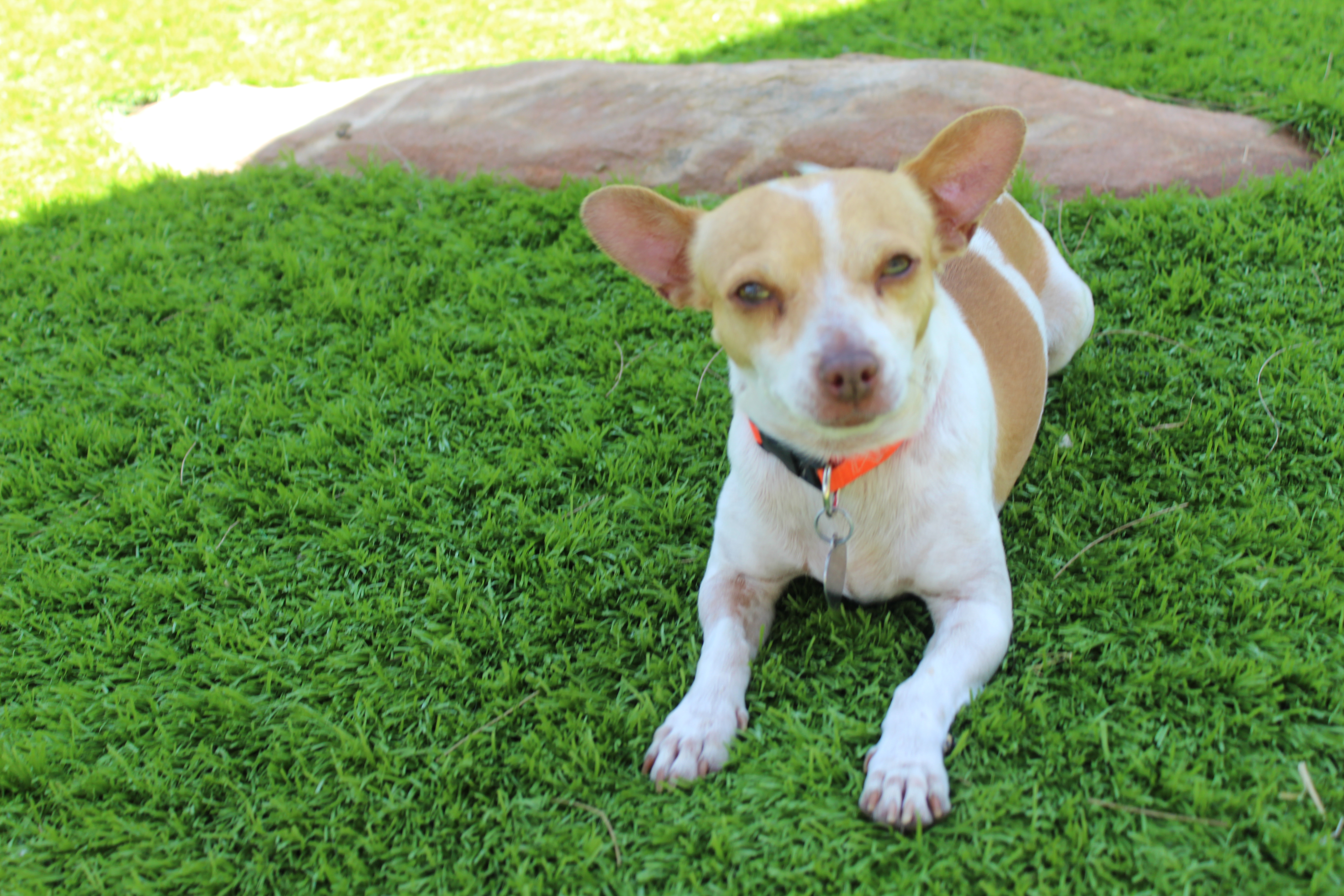 Milo, an adoptable Chihuahua, Parson Russell Terrier in Imperial Beach, CA, 91933 | Photo Image 2