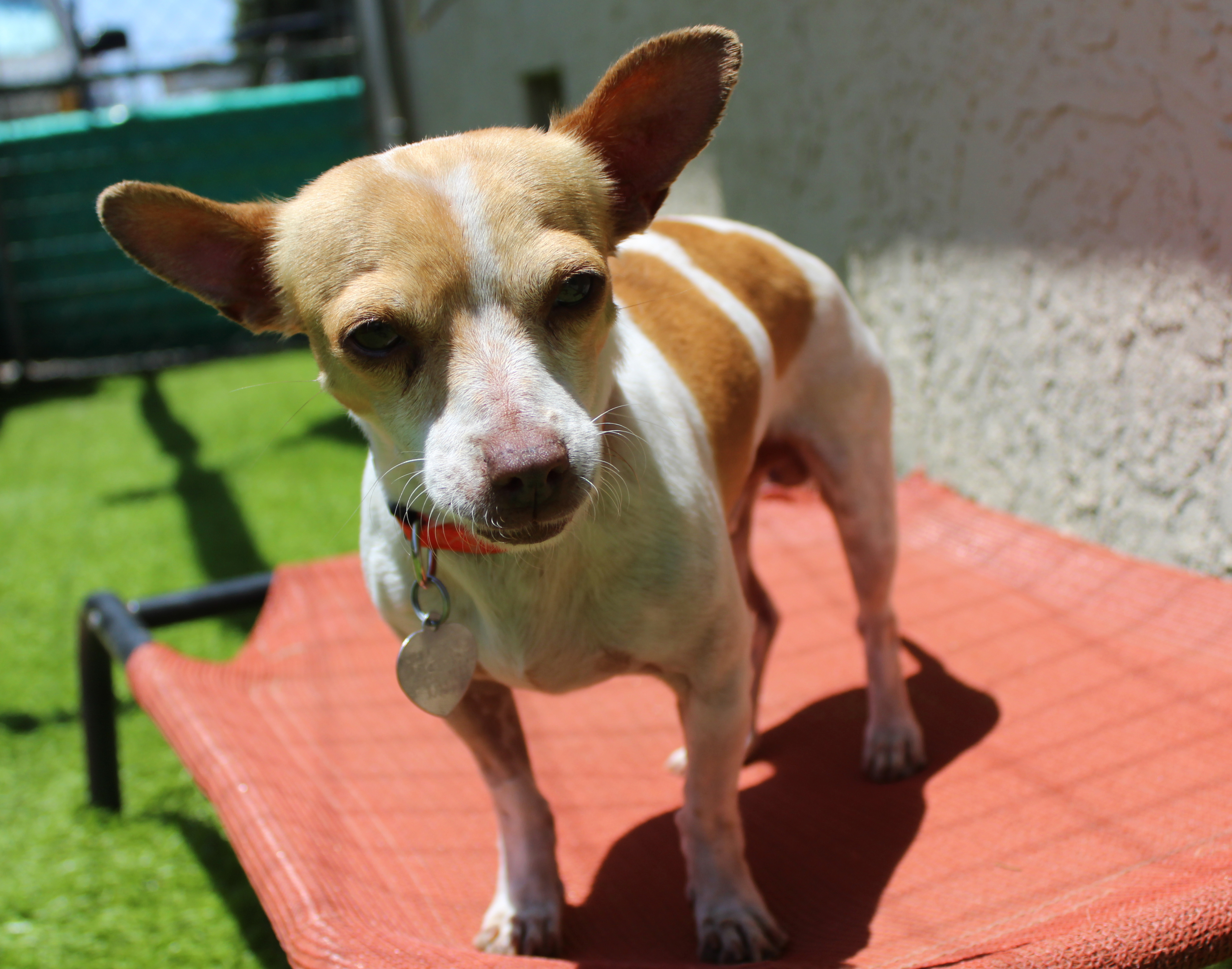 Milo, an adoptable Chihuahua, Parson Russell Terrier in Imperial Beach, CA, 91933 | Photo Image 4