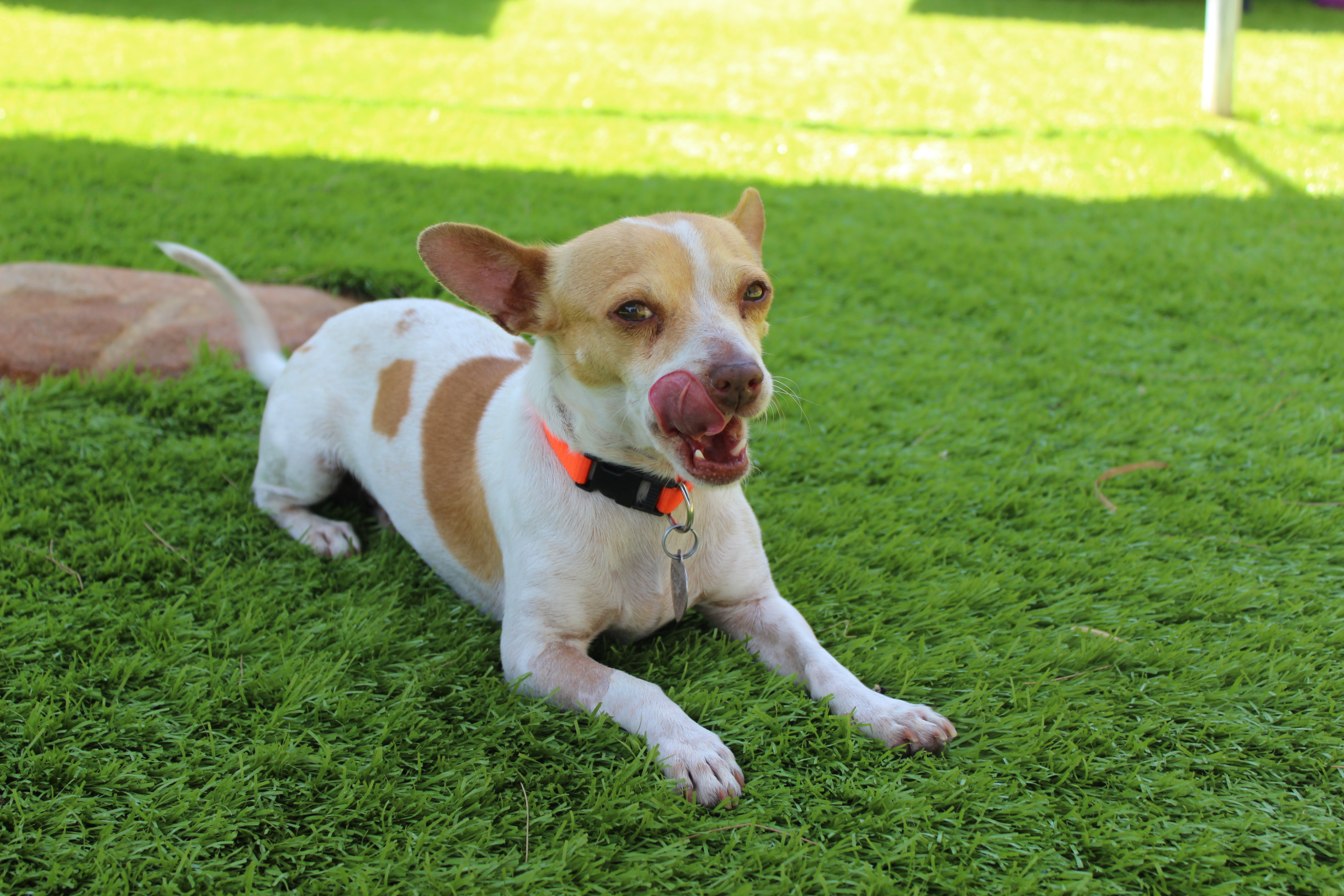 Milo, an adoptable Chihuahua, Parson Russell Terrier in Imperial Beach, CA, 91933 | Photo Image 6