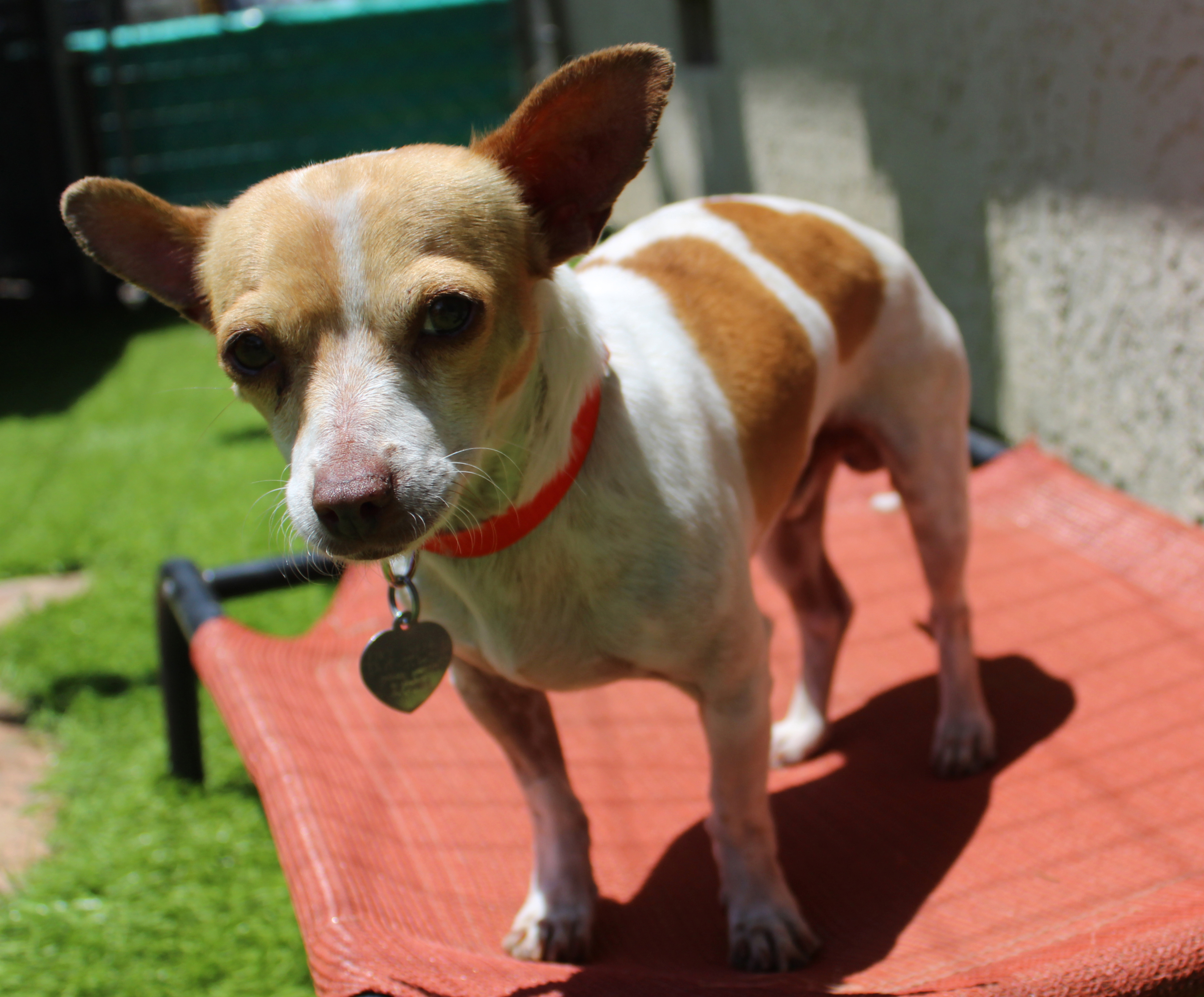 Milo, an adoptable Chihuahua, Parson Russell Terrier in Imperial Beach, CA, 91933 | Photo Image 10