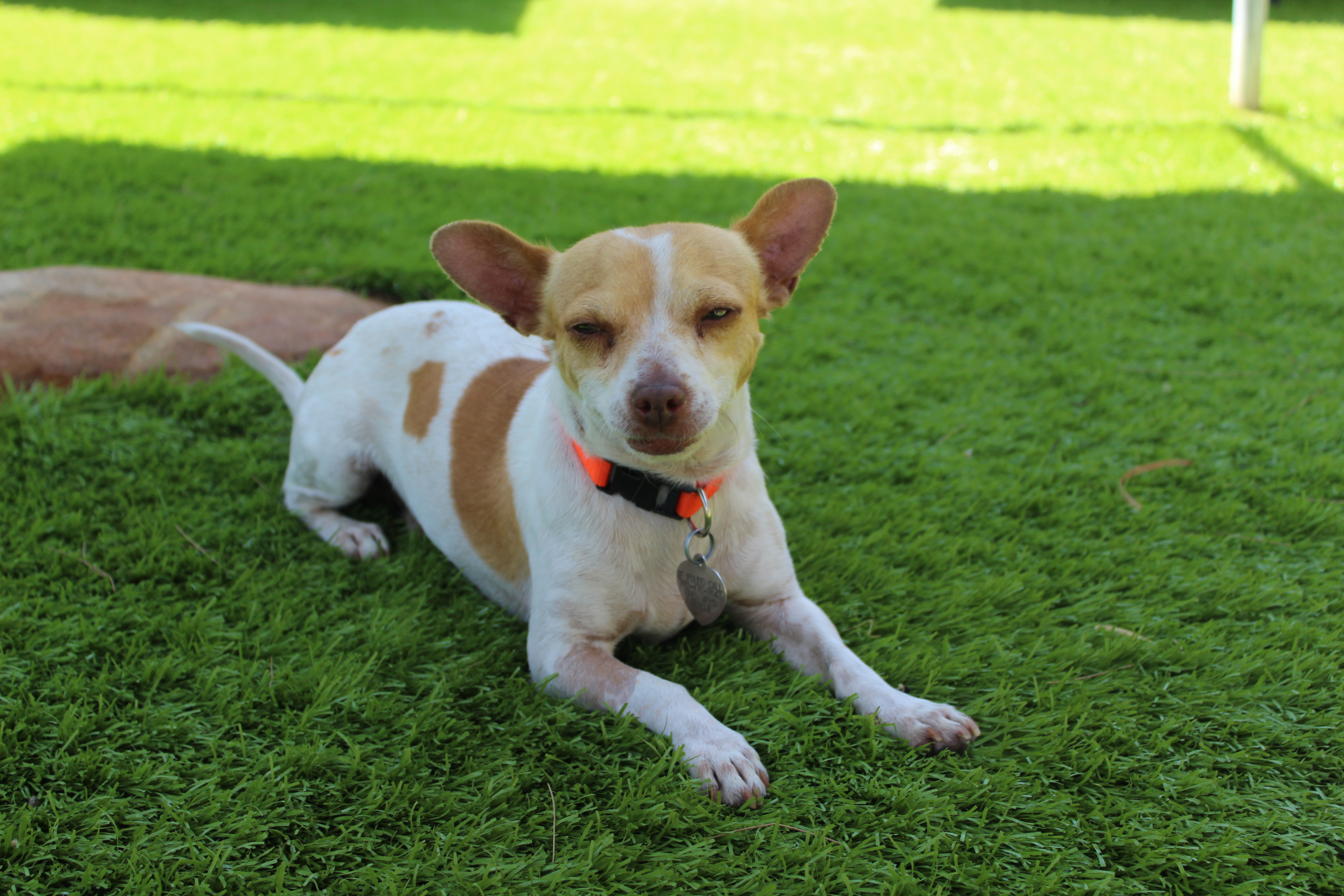 Milo, an adoptable Chihuahua, Parson Russell Terrier in Imperial Beach, CA, 91933 | Photo Image 12