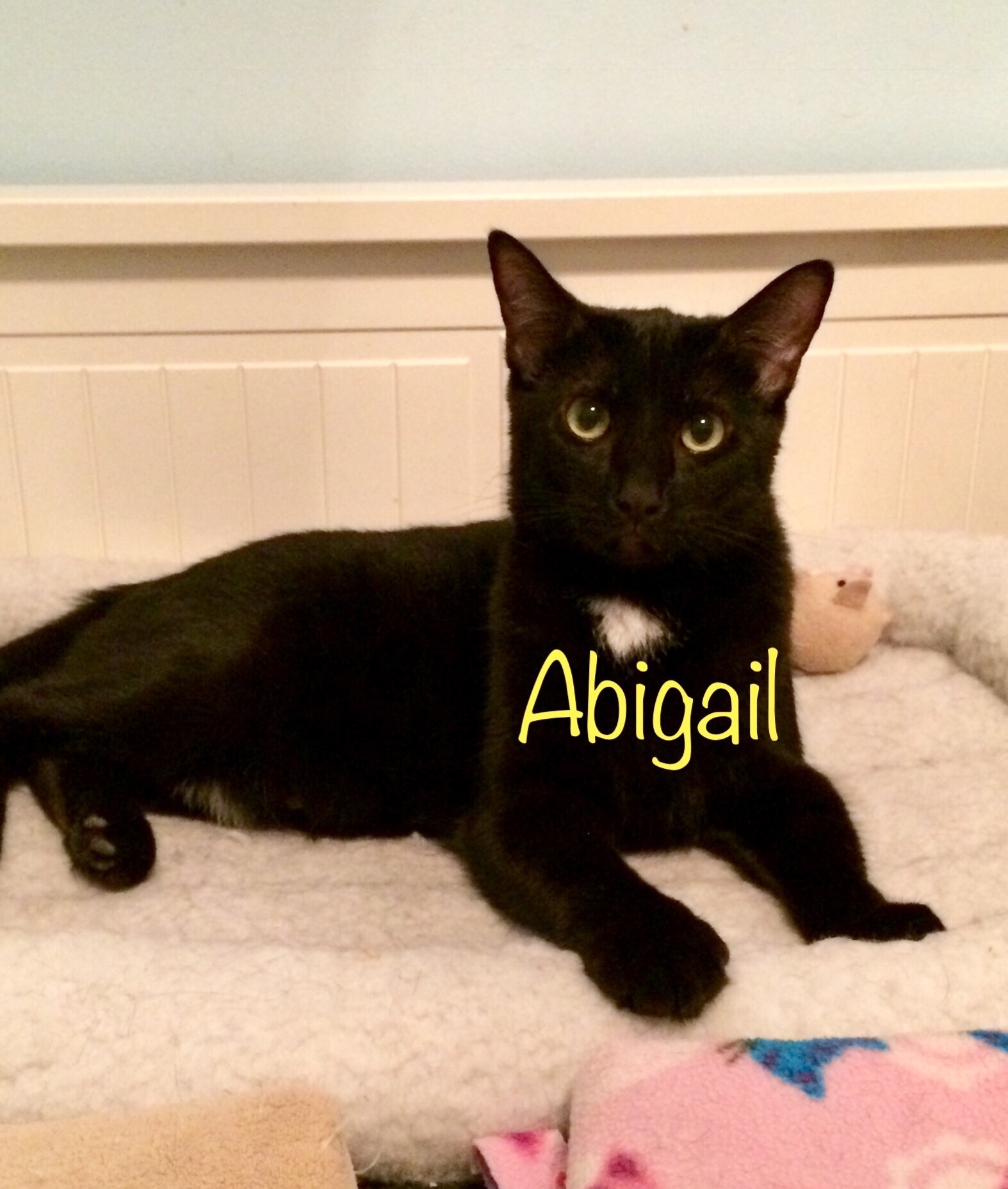 Abigail, an adoptable Tuxedo in Fairfield, OH, 45014 | Photo Image 2