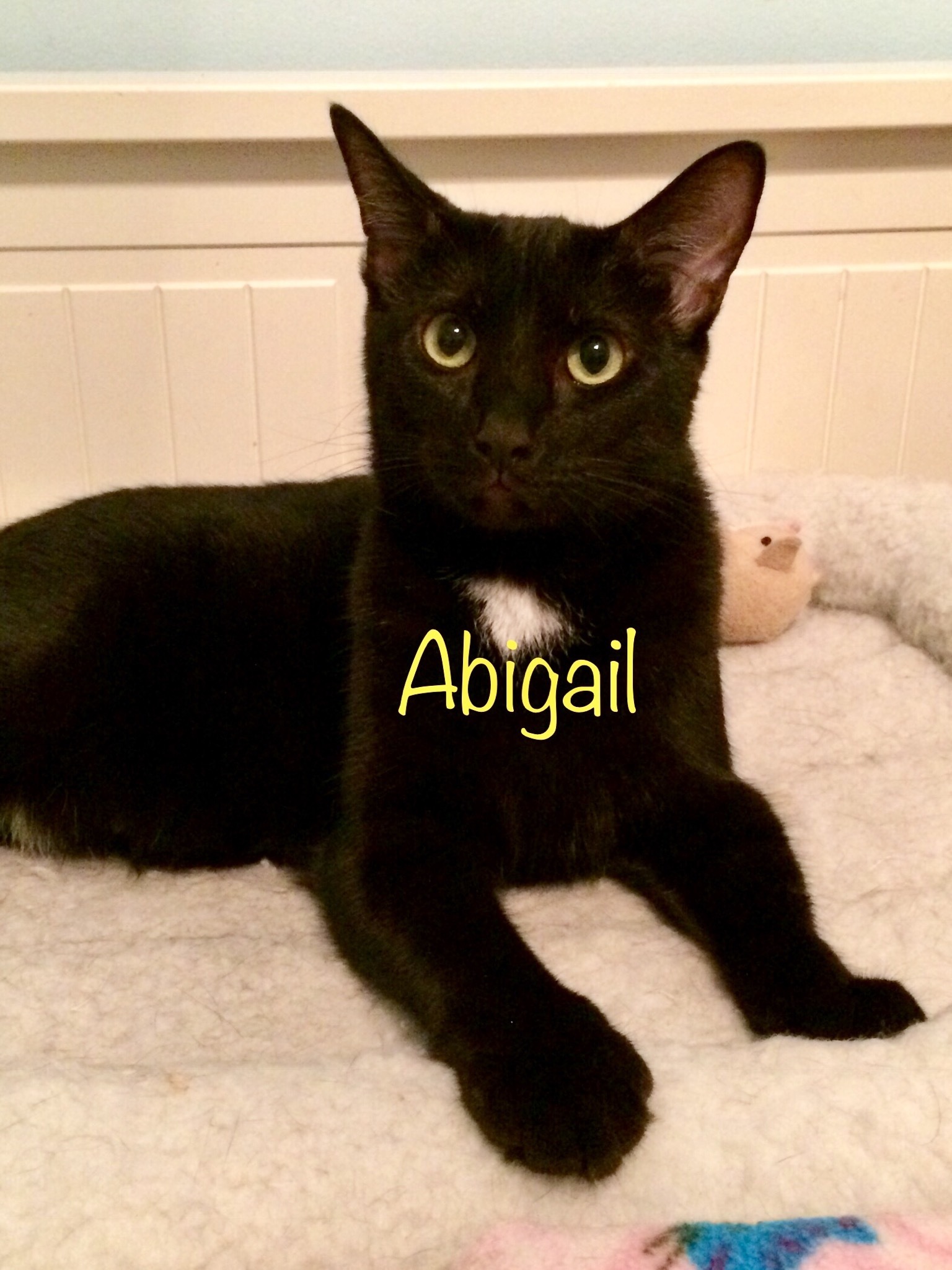 Abigail, an adoptable Tuxedo in Fairfield, OH, 45014 | Photo Image 1