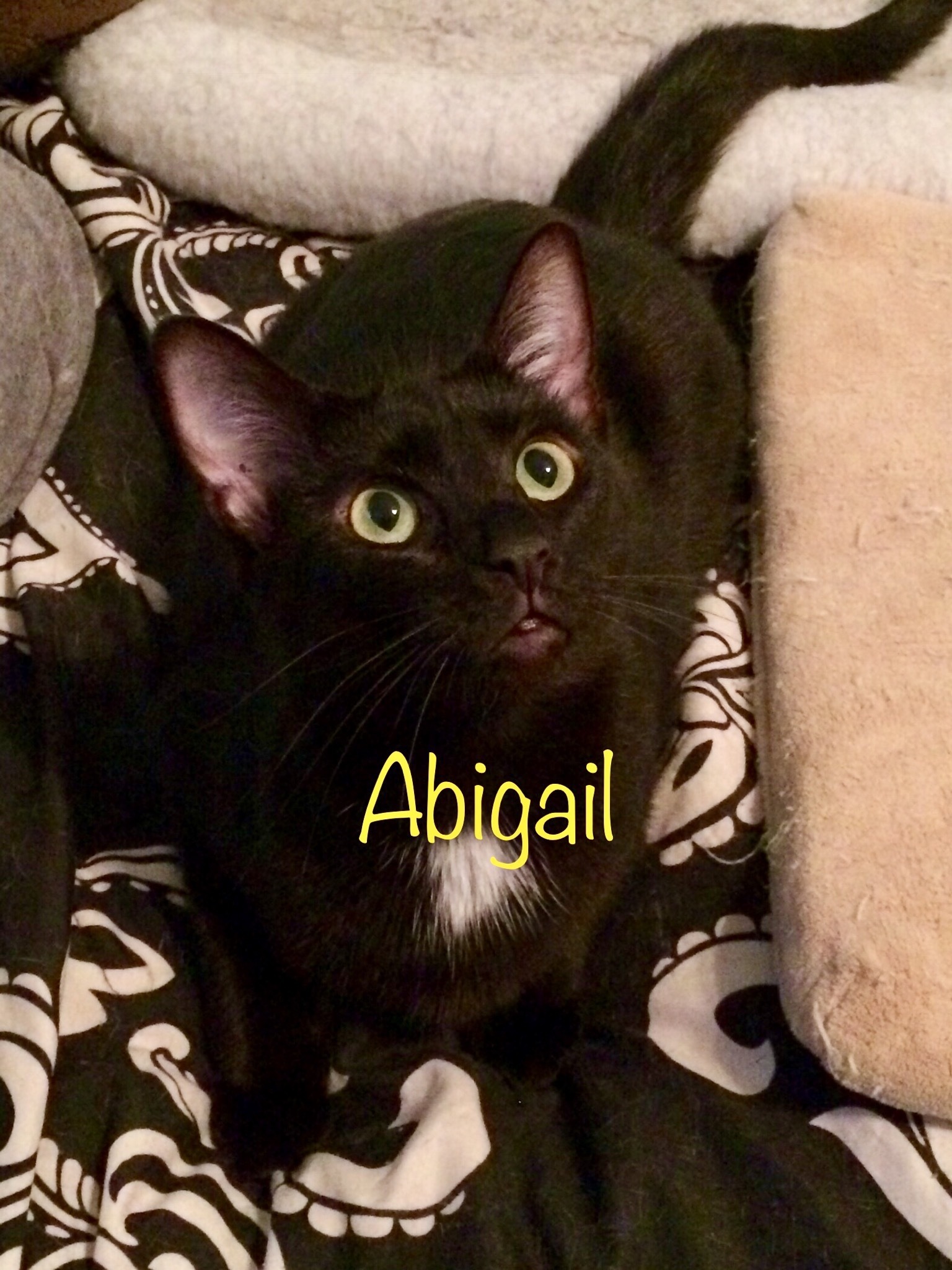 Abigail, an adoptable Tuxedo in Fairfield, OH, 45014 | Photo Image 3