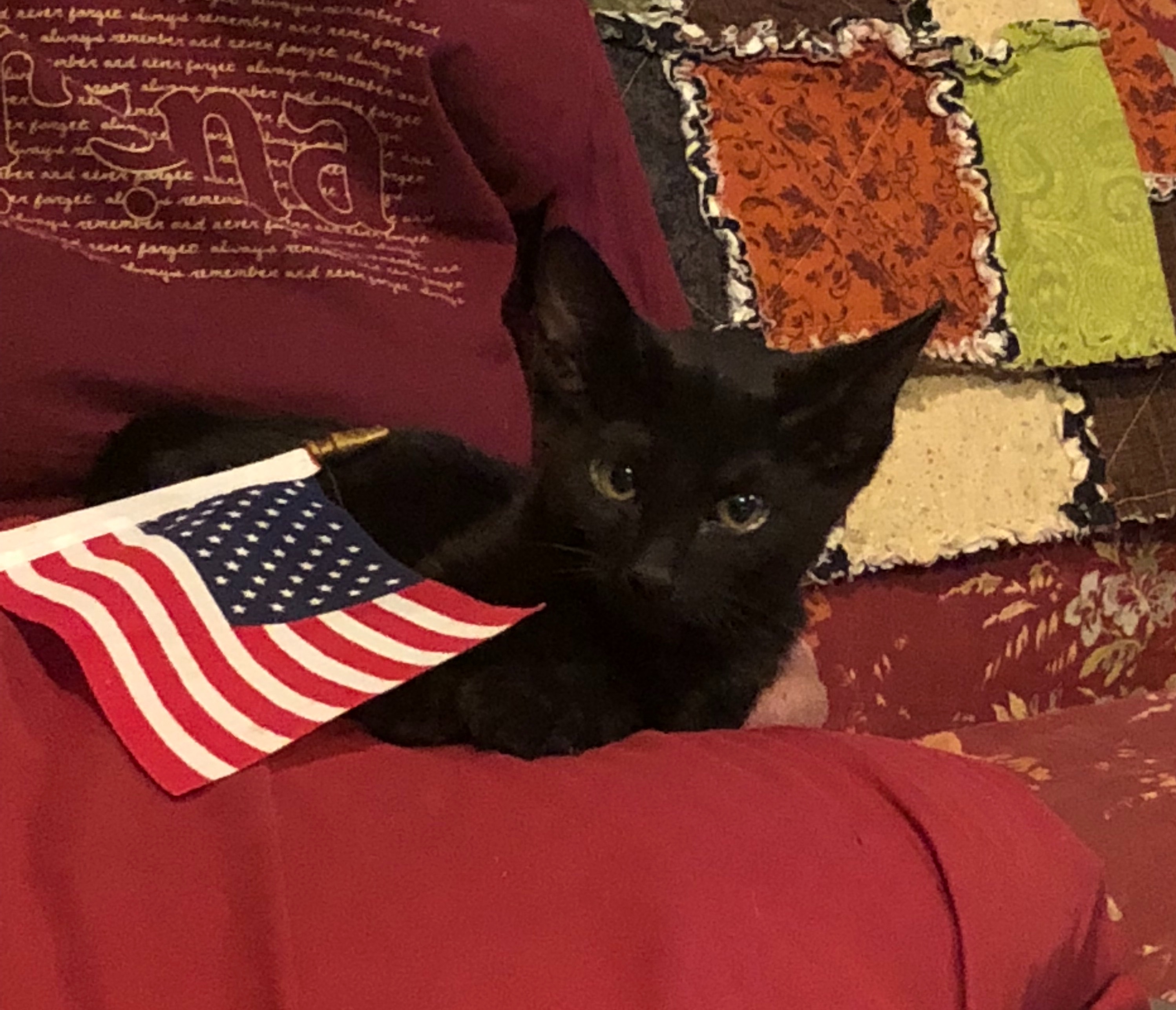 Bennie, an adoptable Domestic Short Hair in Dallas, TX, 75228 | Photo Image 2