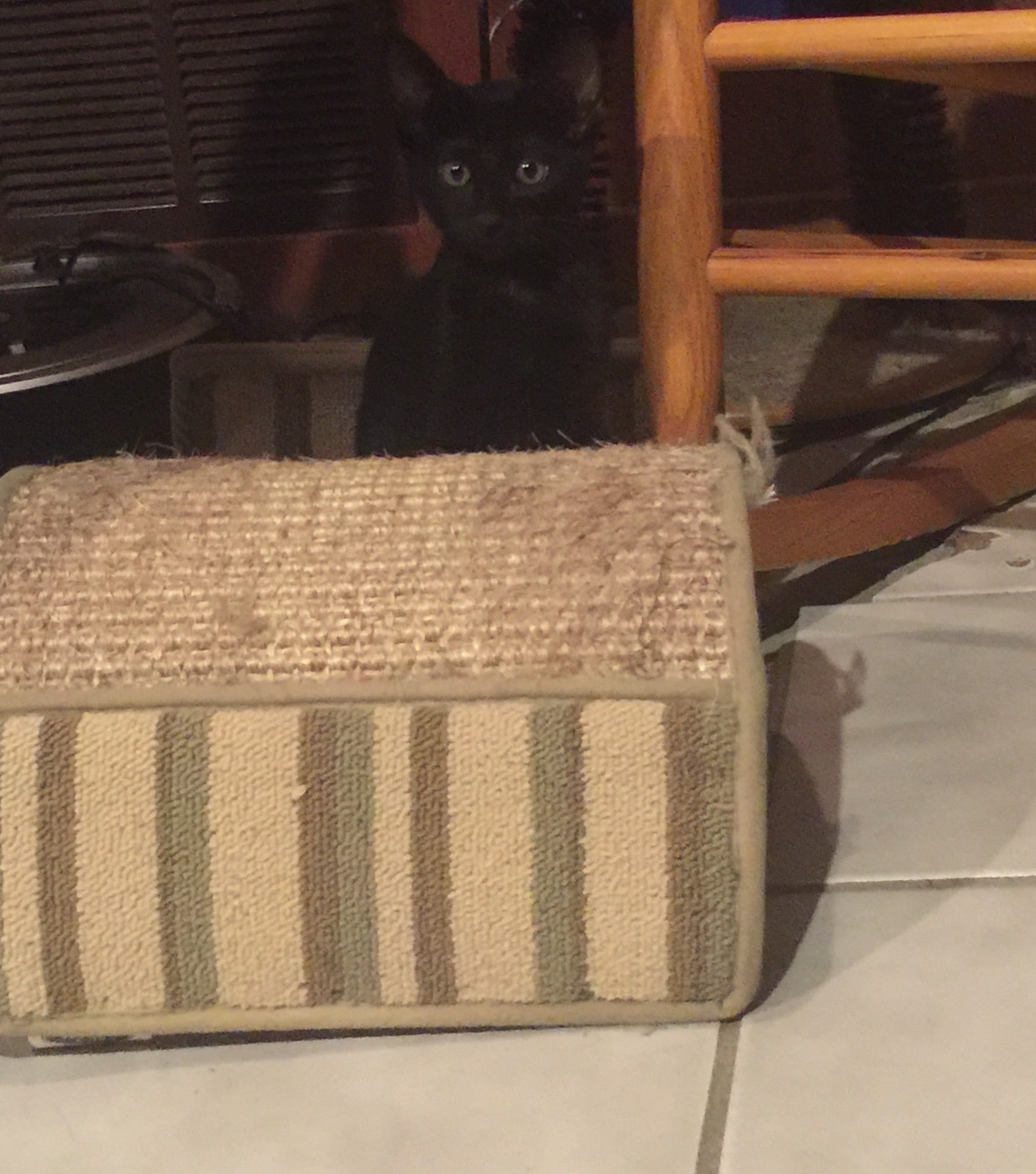 Bennie, an adoptable Domestic Short Hair in Dallas, TX, 75228 | Photo Image 3