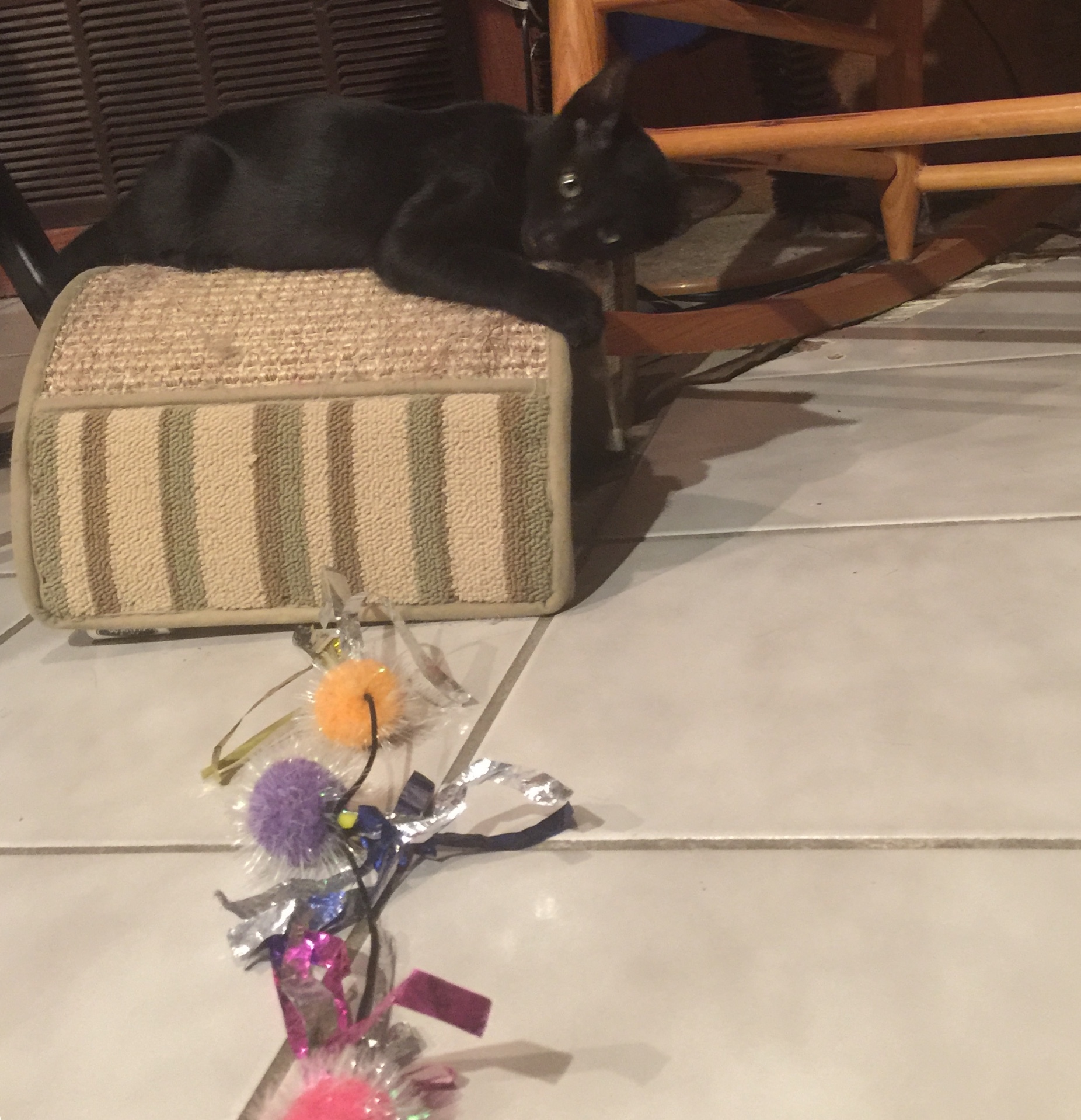 Bennie, an adoptable Domestic Short Hair in Dallas, TX, 75228 | Photo Image 4