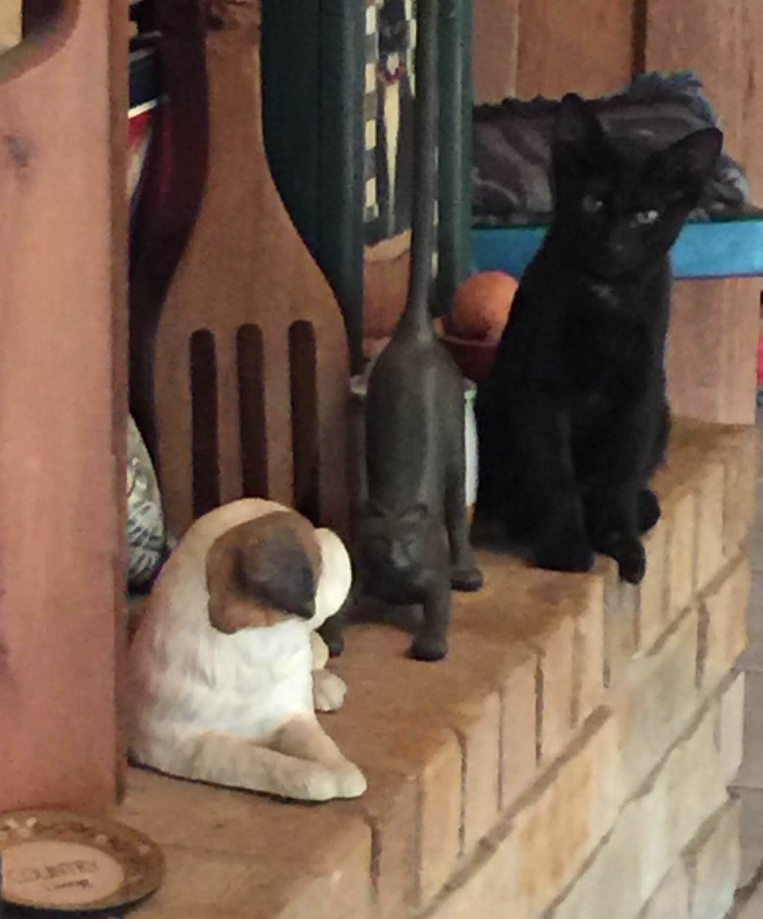 Bennie, an adoptable Domestic Short Hair in Dallas, TX, 75228 | Photo Image 5