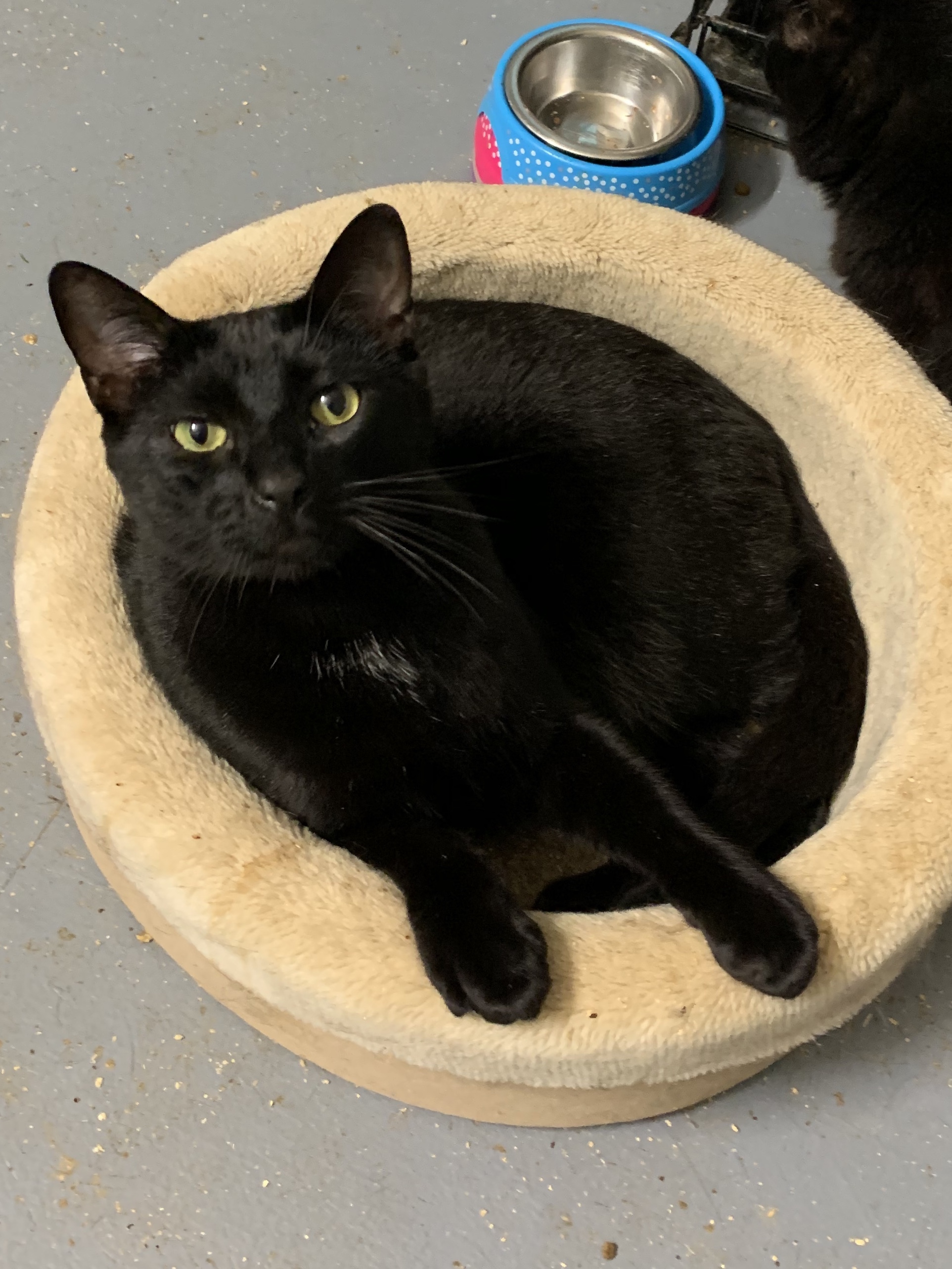 Bennie, an adoptable Domestic Short Hair in Dallas, TX, 75228 | Photo Image 6