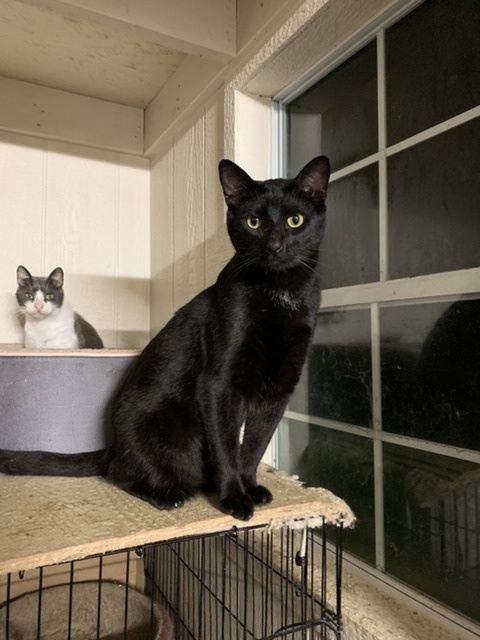 Bennie, an adoptable Domestic Short Hair in Dallas, TX, 75228 | Photo Image 1