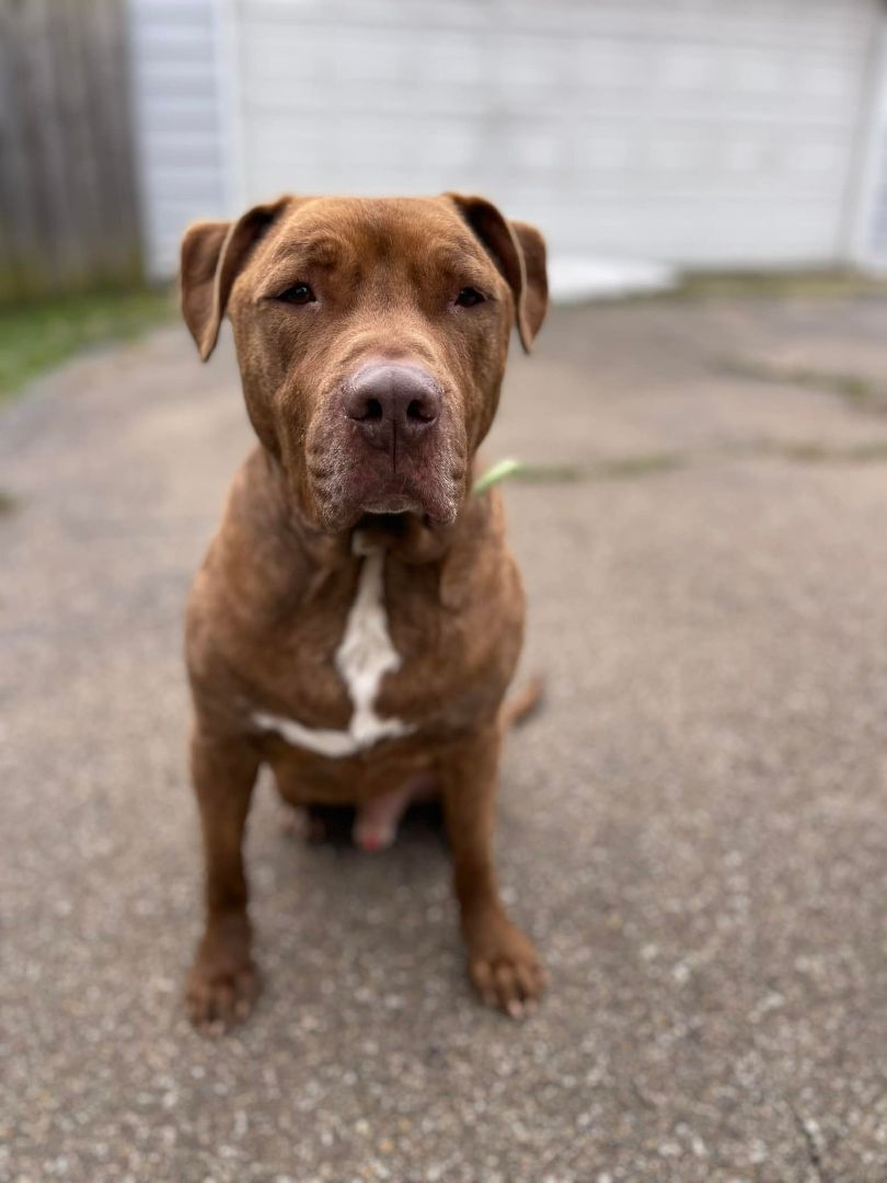 Bo Dewey, an adoptable Pit Bull Terrier in Buffalo, NY, 14223 | Photo Image 2