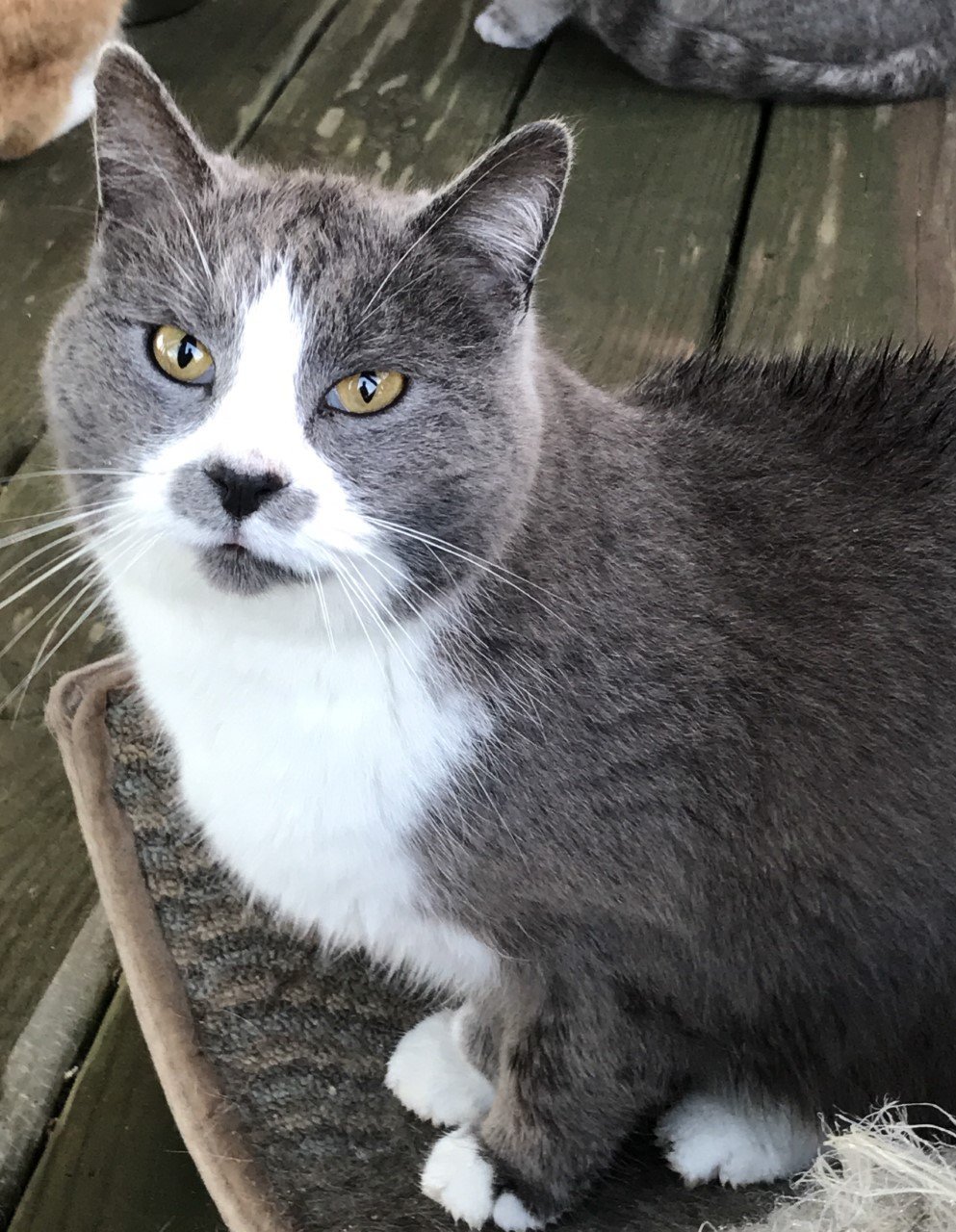 Annie, an adoptable Domestic Short Hair in Sistersville, WV, 26175 | Photo Image 1