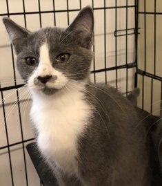 Annie, an adoptable Domestic Short Hair in Sistersville, WV, 26175 | Photo Image 2