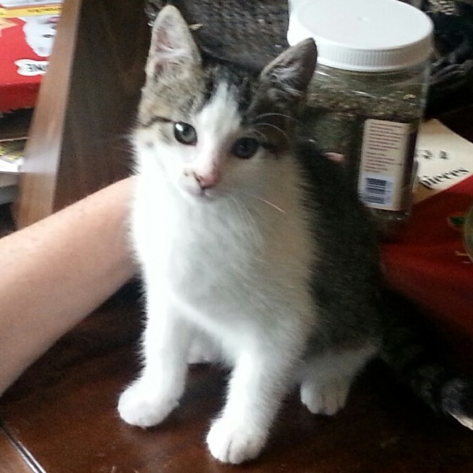 Gomez Addams, an adoptable American Shorthair, Tabby in Fort Worth, TX, 76110 | Photo Image 2