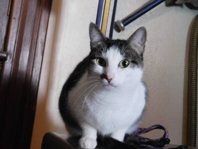 Gomez Addams, an adoptable American Shorthair, Tabby in Fort Worth, TX, 76110 | Photo Image 1