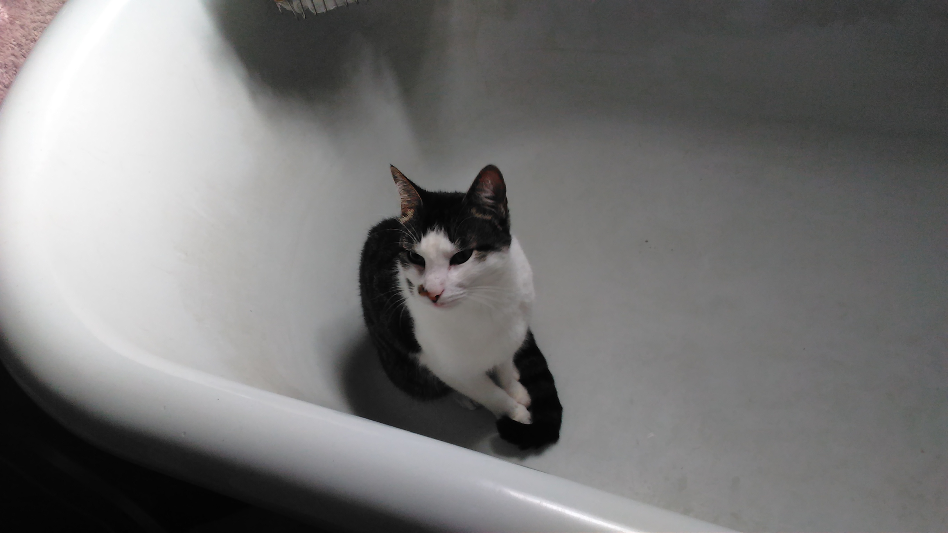 Gomez Addams, an adoptable American Shorthair, Tabby in Fort Worth, TX, 76110 | Photo Image 3