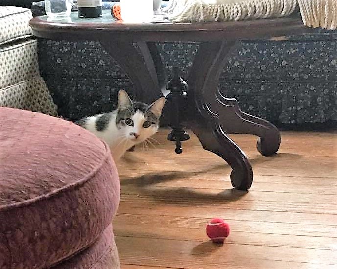 Gomez Addams, an adoptable American Shorthair, Tabby in Fort Worth, TX, 76110 | Photo Image 4