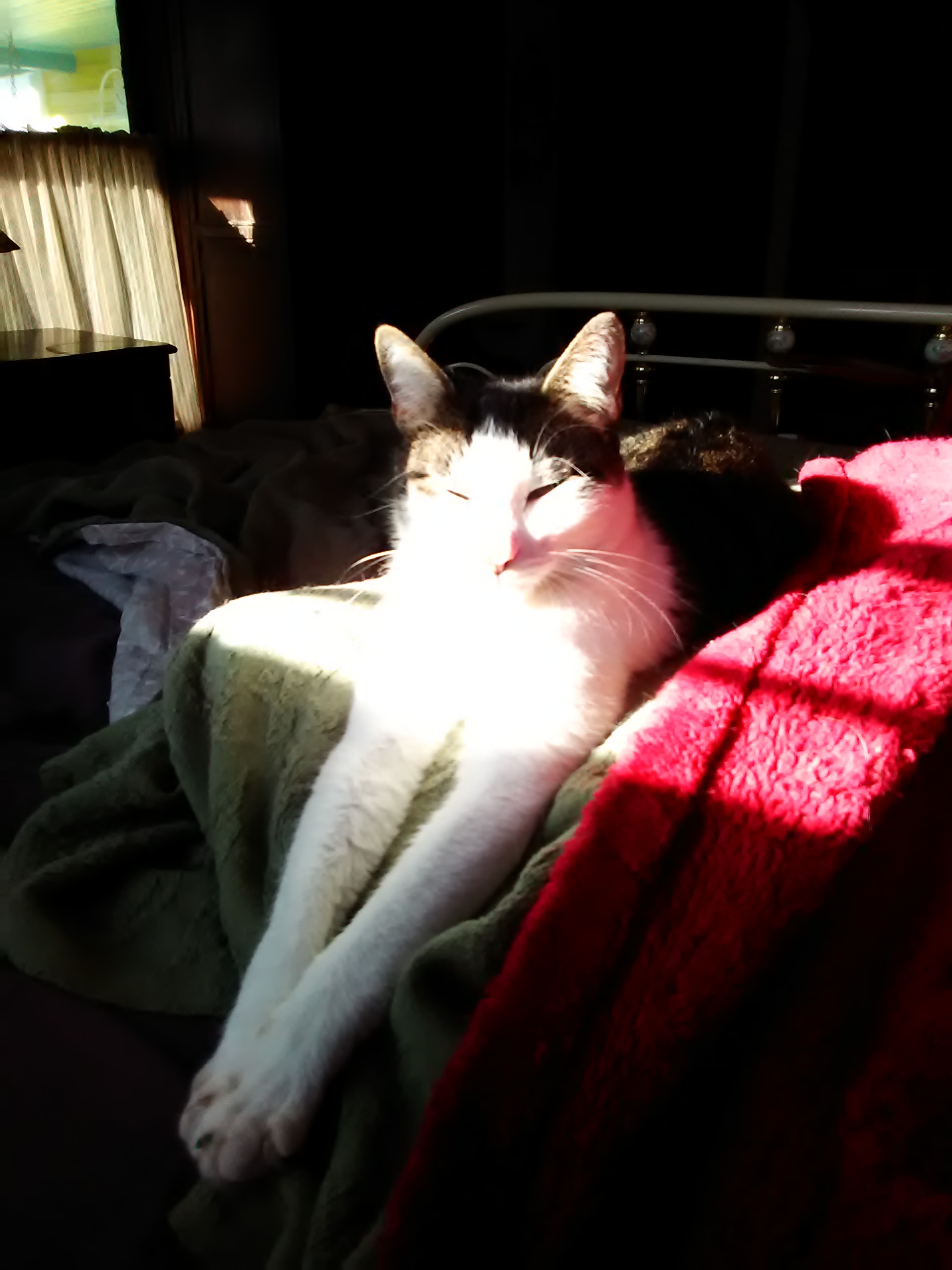 Gomez Addams, an adoptable American Shorthair, Tabby in Fort Worth, TX, 76110 | Photo Image 5