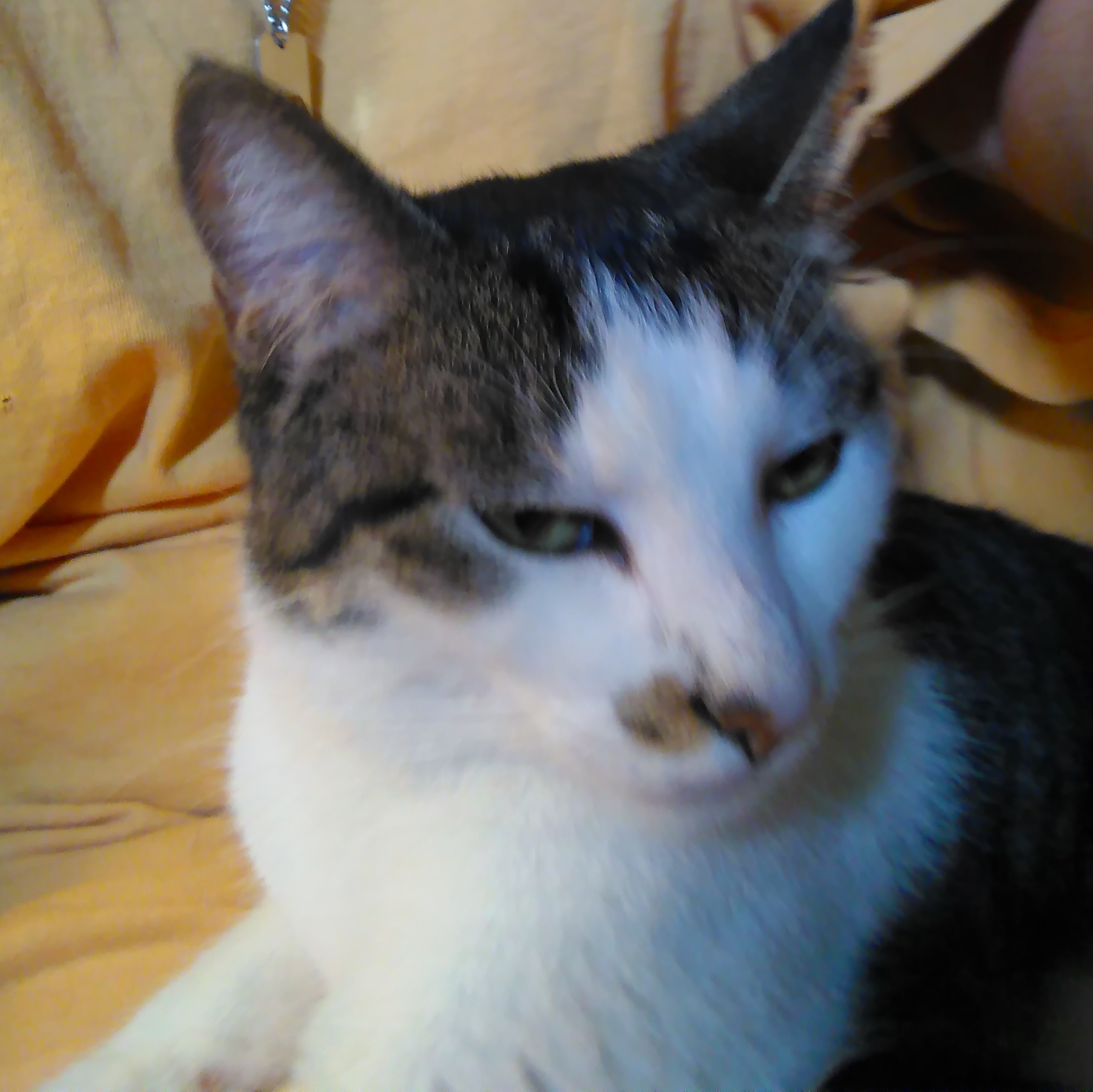 Gomez Addams, an adoptable American Shorthair, Tabby in Fort Worth, TX, 76110 | Photo Image 6