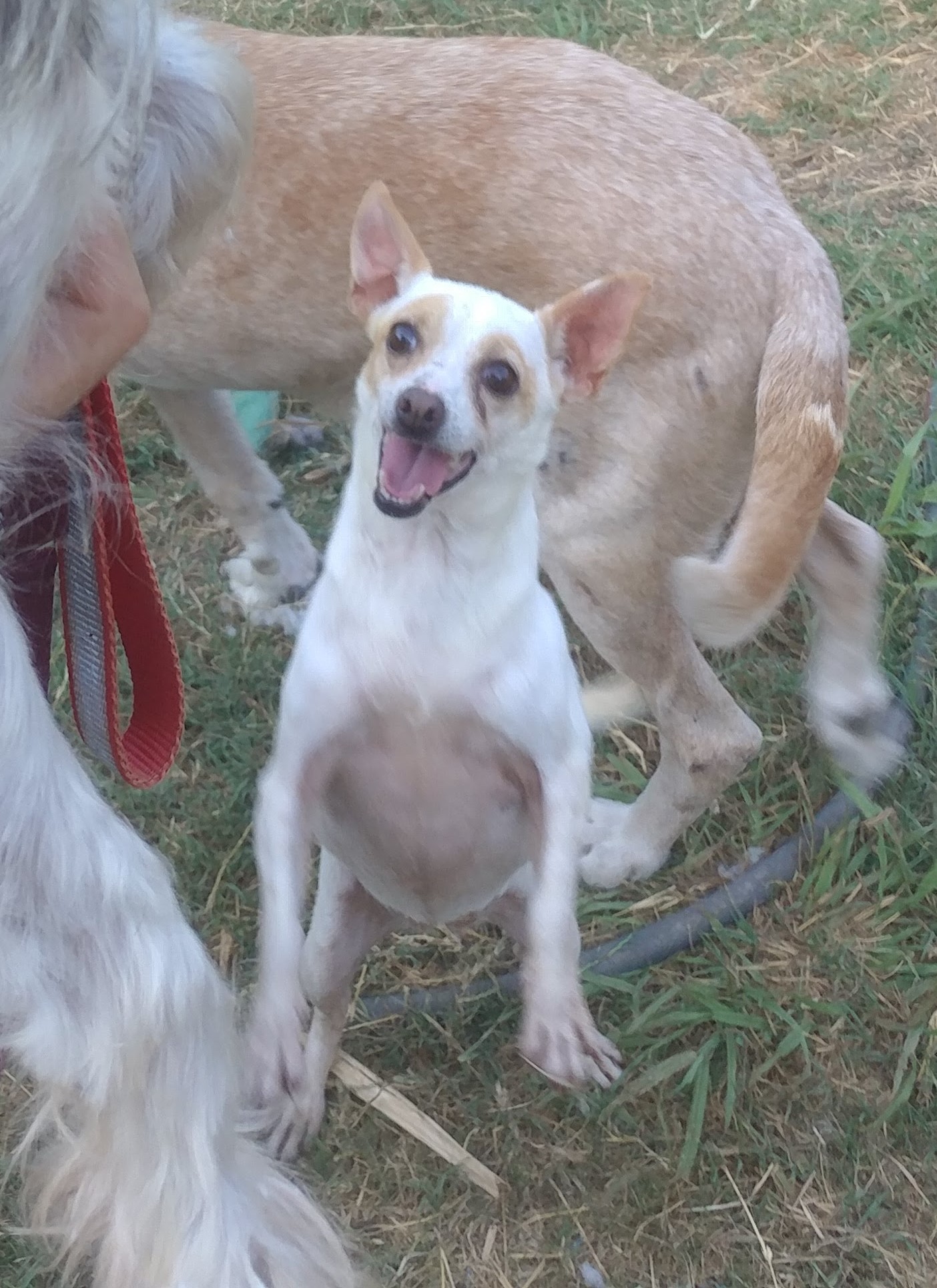 Tootsie (temperamental, with trust issues, age 13), an adoptable Chihuahua in Kaufman, TX, 75142 | Photo Image 2