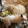 Tootsie  photo 2