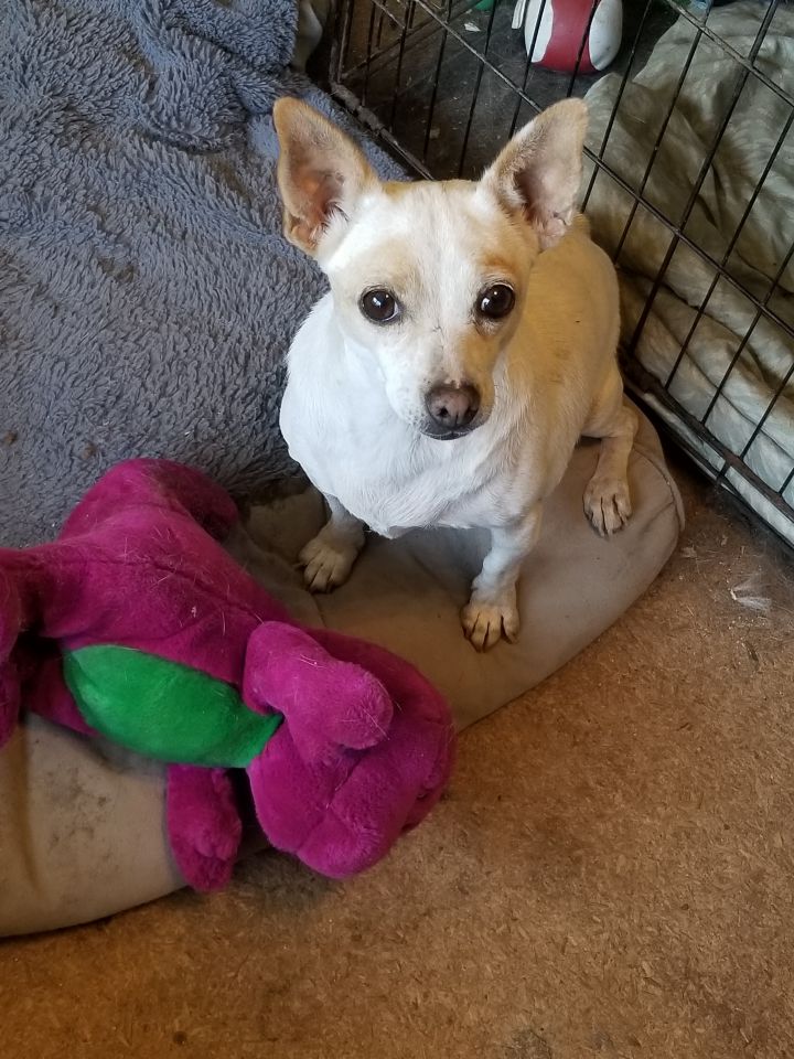 Tootsie (temperamental, with trust issues, age 13), an adoptable Chihuahua Mix in Kaufman, TX_image-1