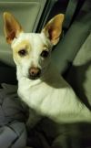 Tootsie  photo 4