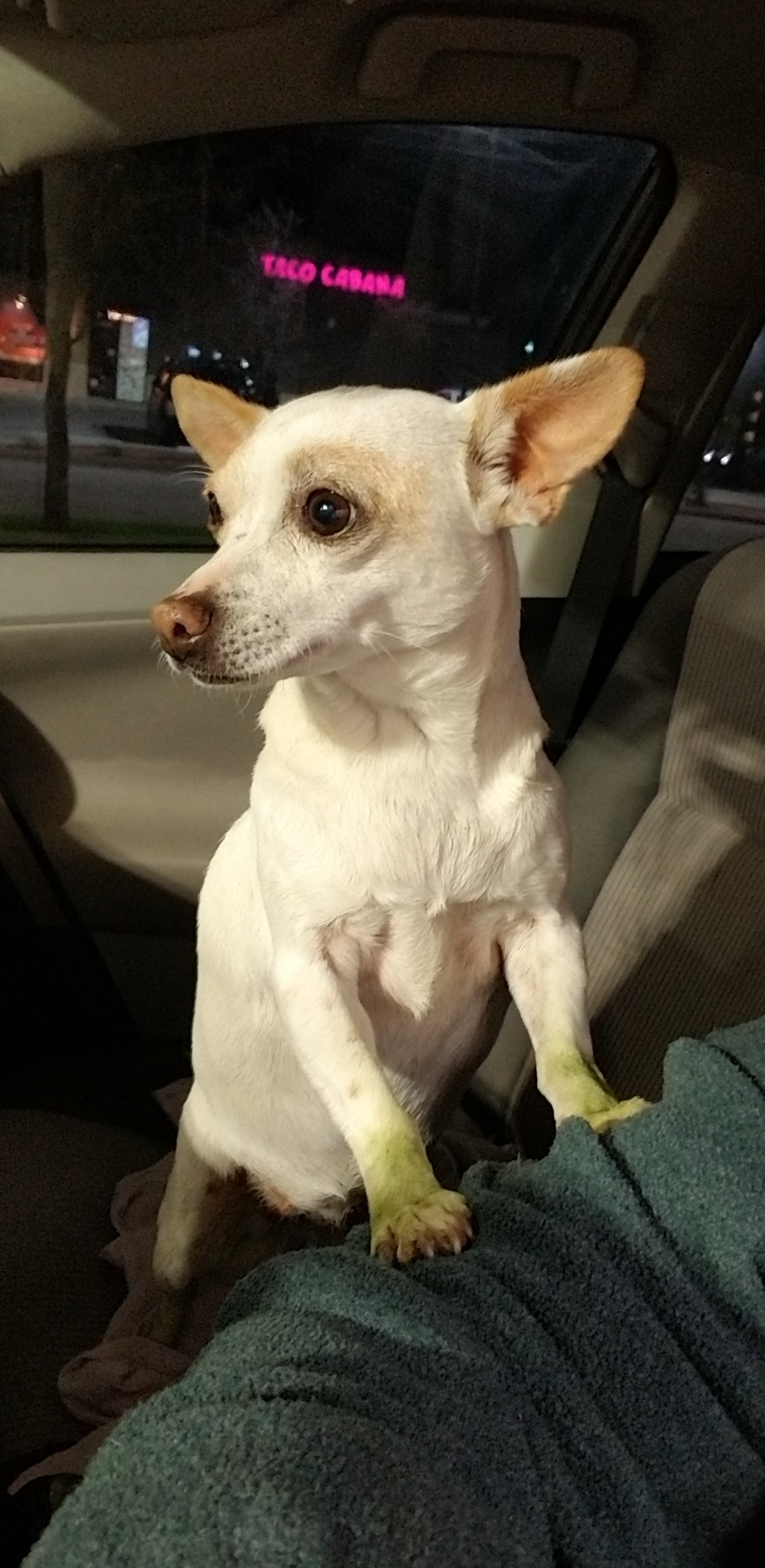 Tootsie , an adoptable Chihuahua in Kaufman, TX, 75142 | Photo Image 5