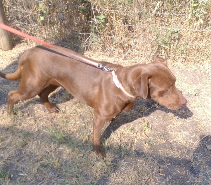 Coco Puff (rowdy & hi-energy alpha, age 10), an adoptable Pit Bull Terrier & Chocolate Labrador Retriever Mix in Kaufman, TX_image-2