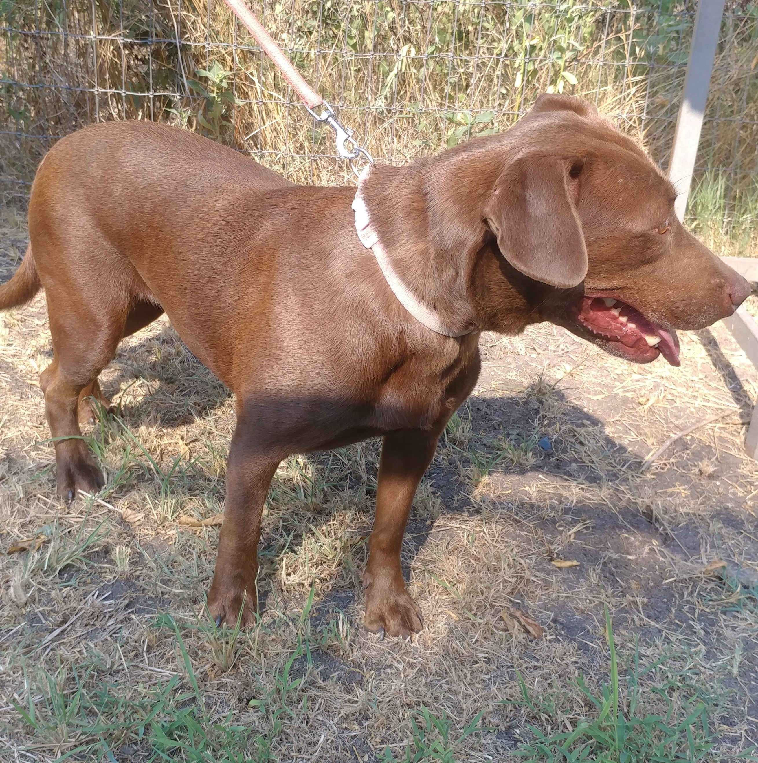 Coco Puff (rowdy & hi-energy alpha, age 10), an adoptable Pit Bull Terrier, Chocolate Labrador Retriever in Kaufman, TX, 75142 | Photo Image 3