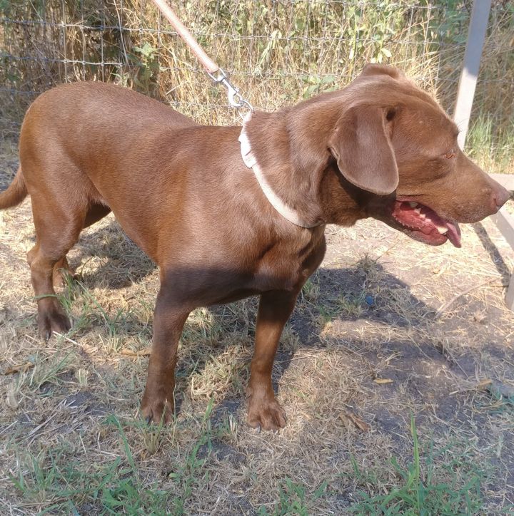 Coco Puff (rowdy & hi-energy alpha, age 10), an adoptable Pit Bull Terrier & Chocolate Labrador Retriever Mix in Kaufman, TX_image-3