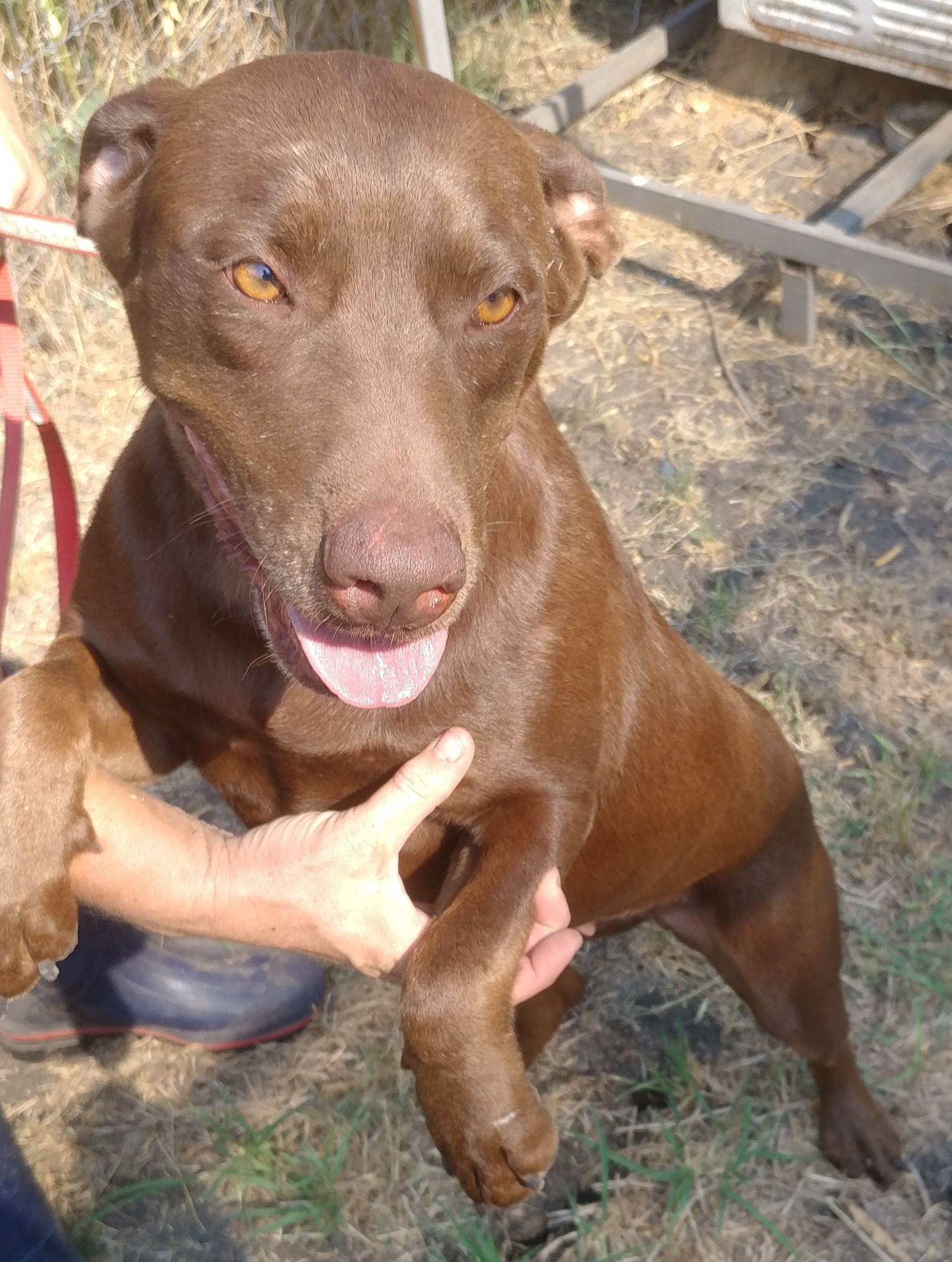 Coco Puff (rowdy & hi-energy alpha, age 10), an adoptable Pit Bull Terrier, Chocolate Labrador Retriever in Kaufman, TX, 75142 | Photo Image 4