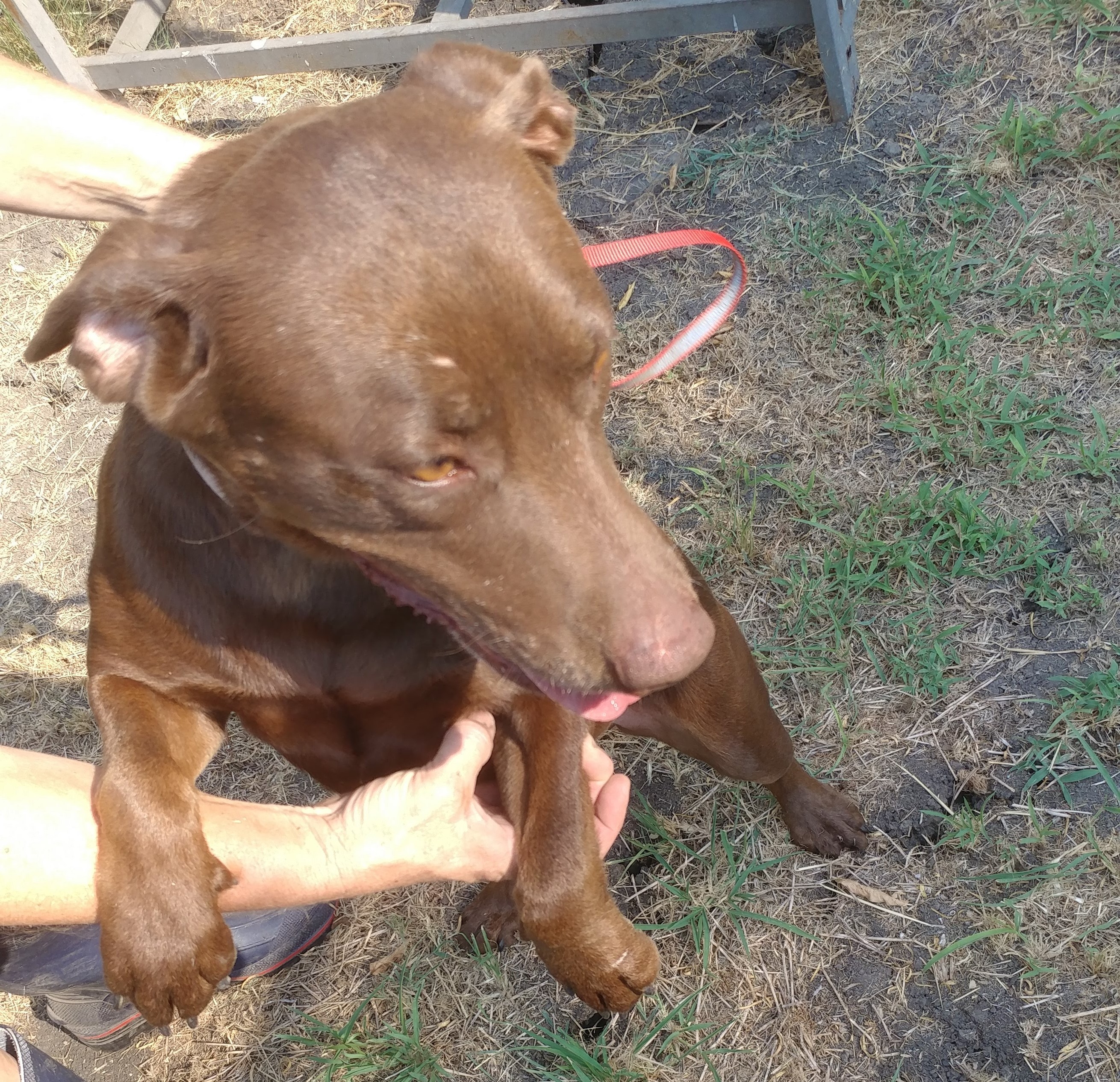 Coco Puff (rowdy & hi-energy alpha, age 10), an adoptable Pit Bull Terrier, Chocolate Labrador Retriever in Kaufman, TX, 75142 | Photo Image 5