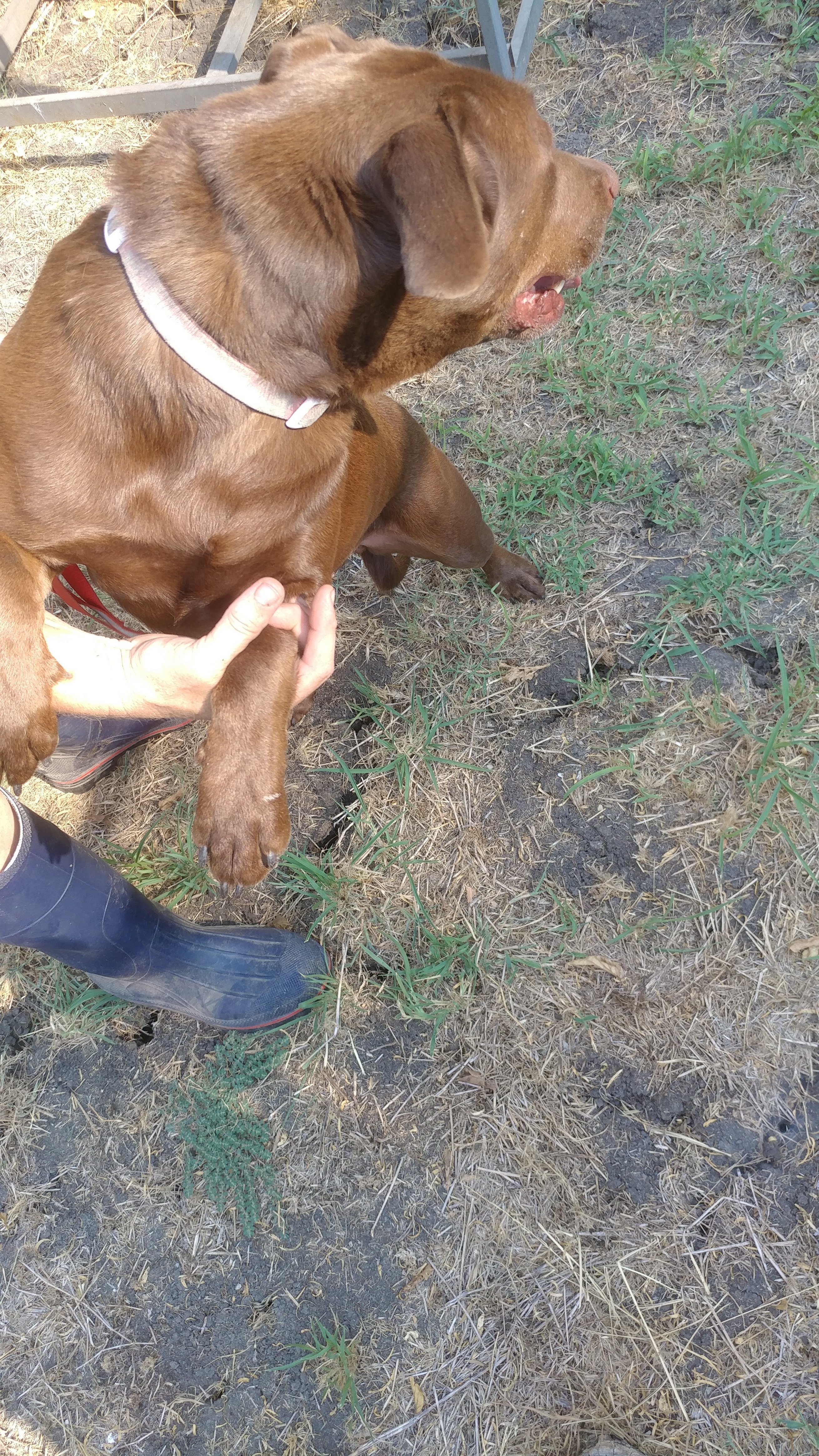 Coco Puff (rowdy & hi-energy alpha, age 10), an adoptable Pit Bull Terrier, Chocolate Labrador Retriever in Kaufman, TX, 75142 | Photo Image 6