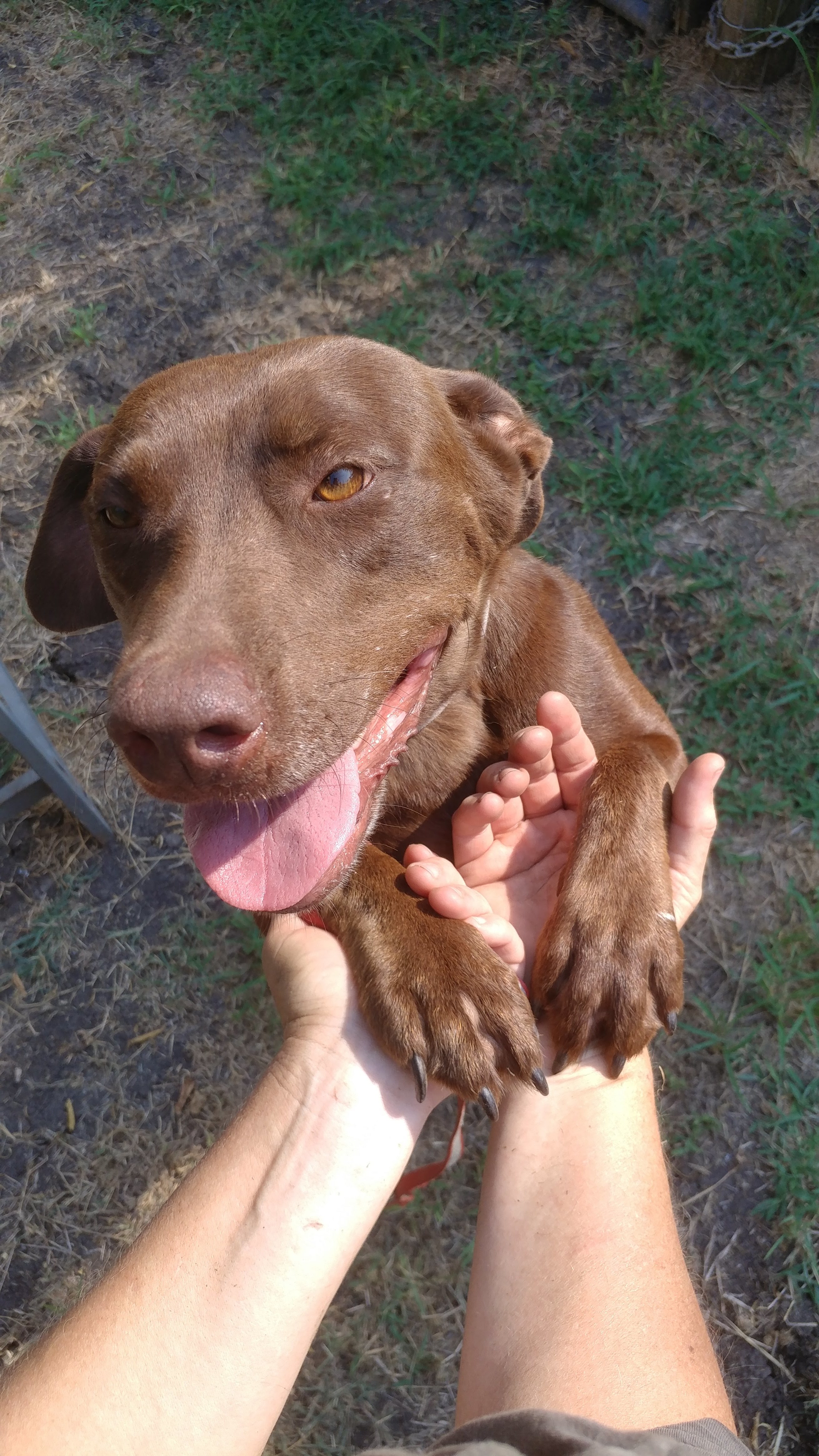 Coco Puff (rowdy & hi-energy alpha, age 10), an adoptable Pit Bull Terrier, Chocolate Labrador Retriever in Kaufman, TX, 75142 | Photo Image 1